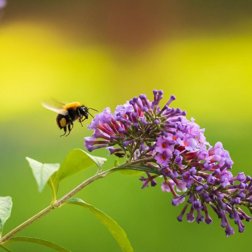 ff_bee_buddleia