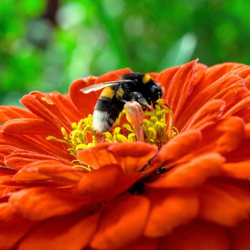 ff_bee_red_flower