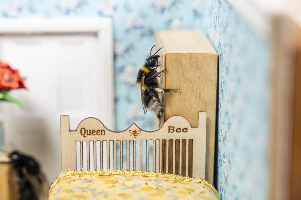 ff_bee_retirement_queen_bee
