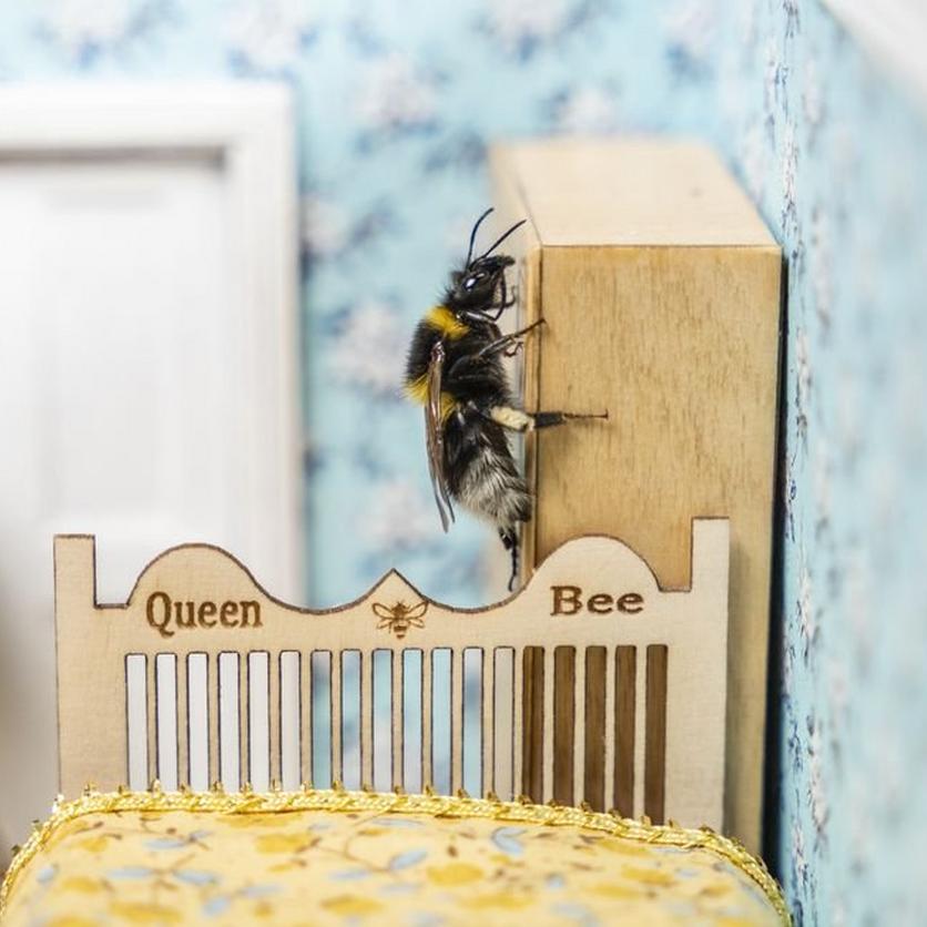 ff_bee_retirement_queen_bee