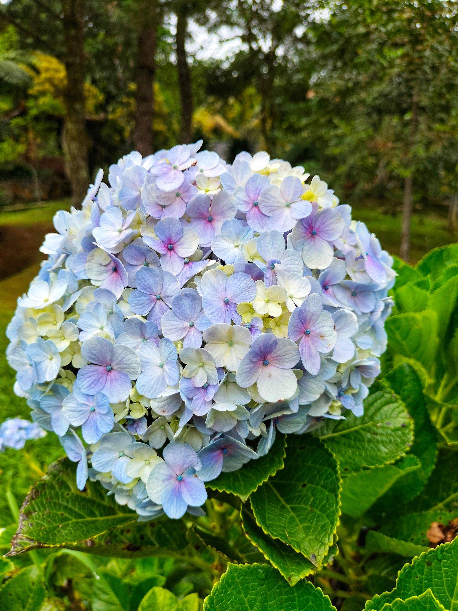 ff_bigleaf_hydrangea