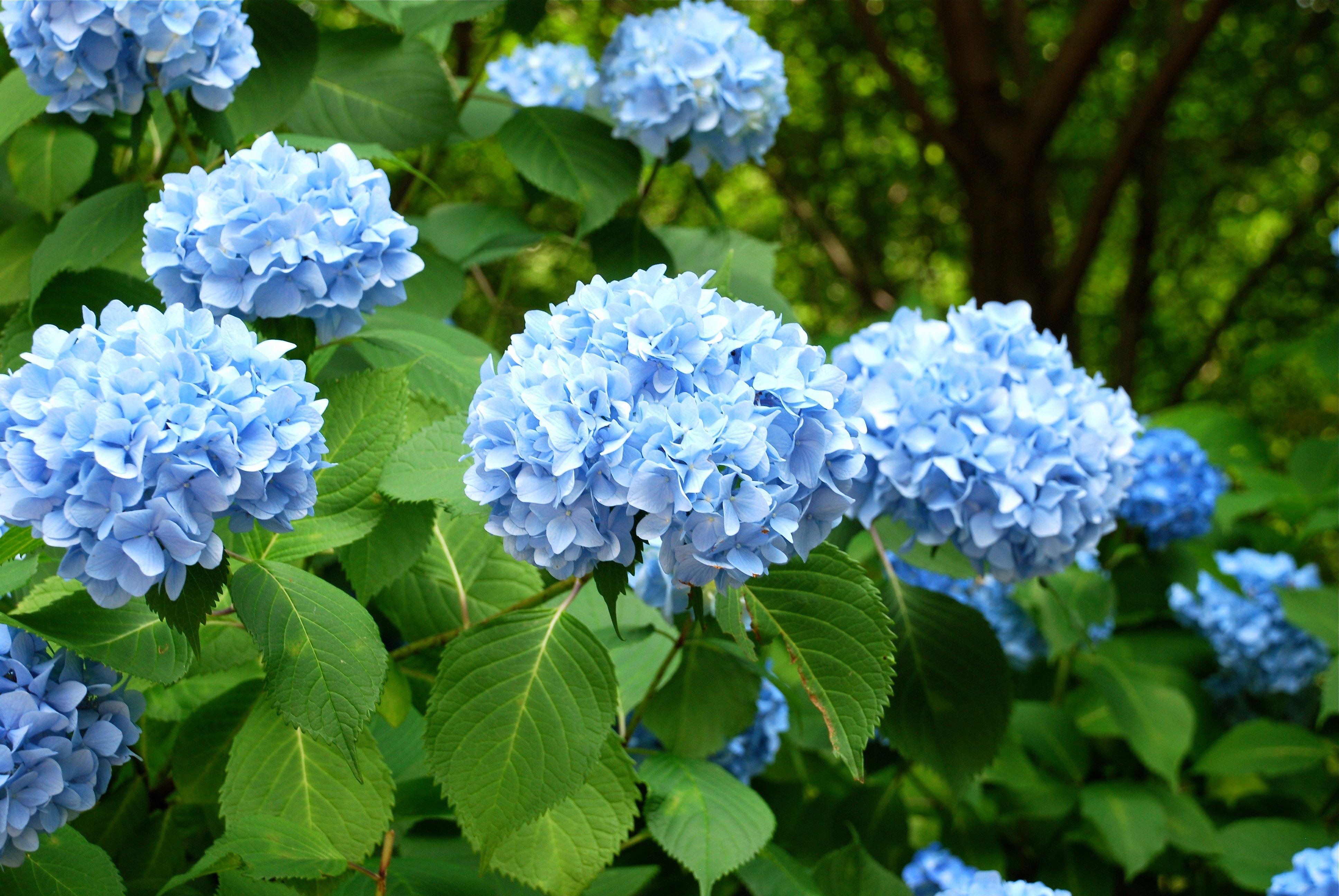 ff_blue_hydrangea