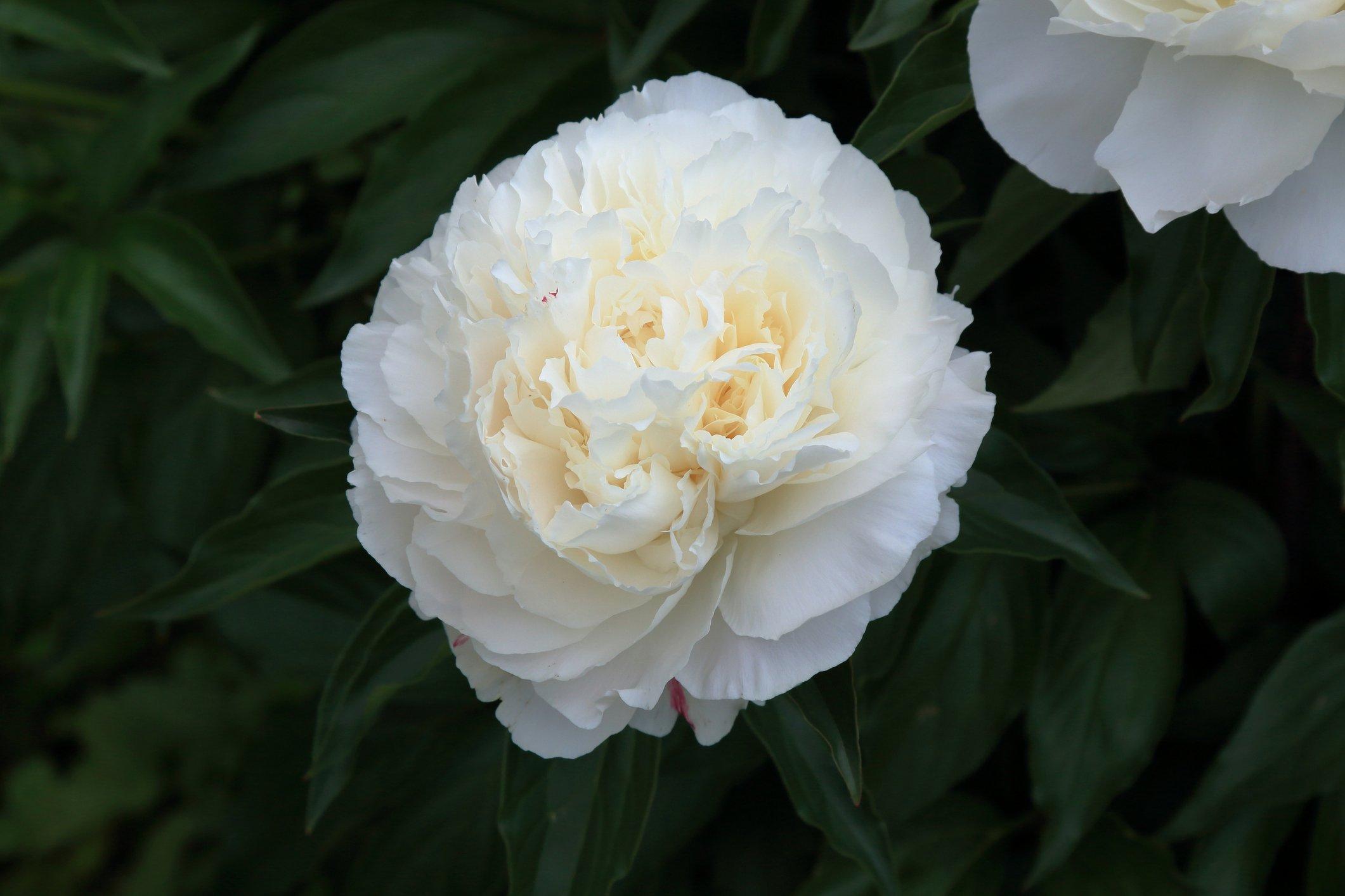 ff_bridal_gown_peony