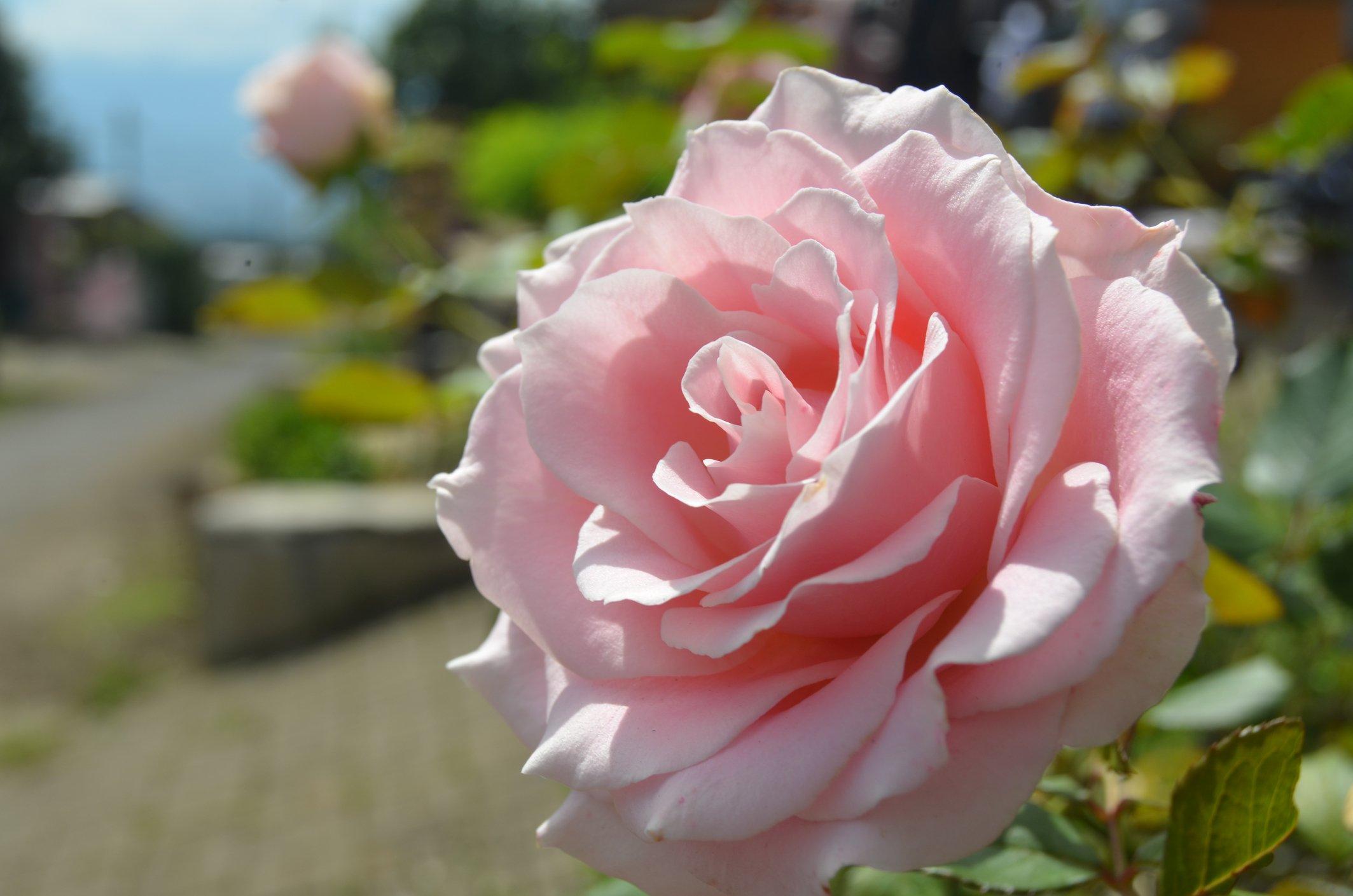 ff_bride_and_groom_rose