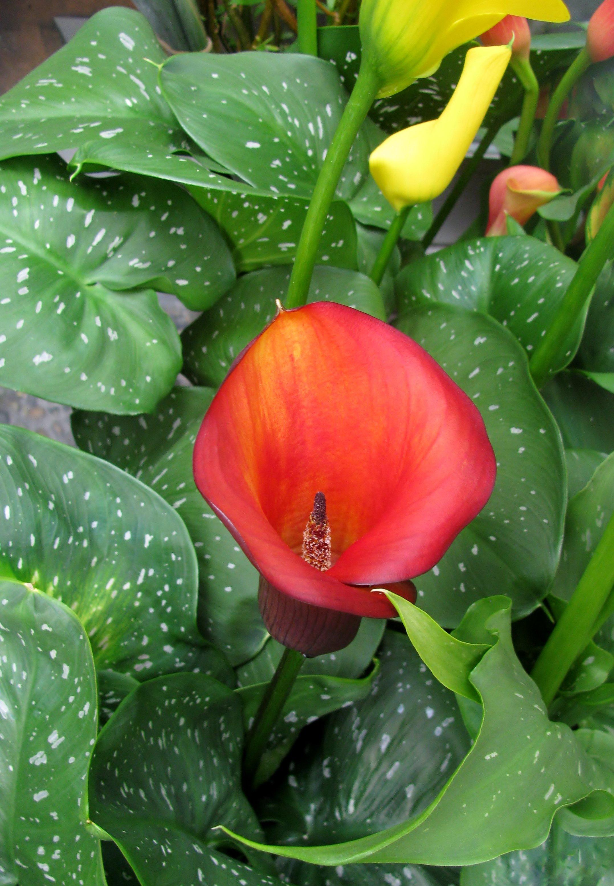 ff_california_red_calla_lily