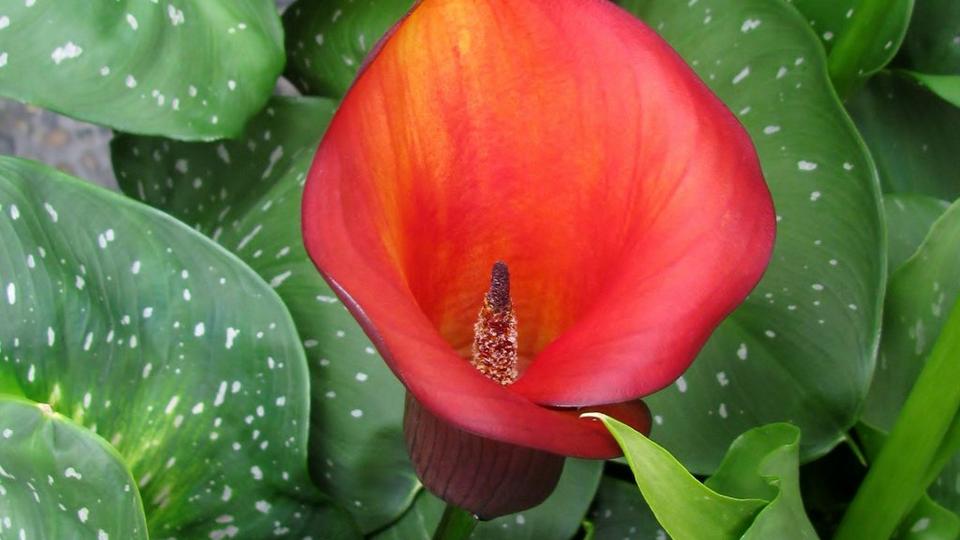 ff_california_red_calla_lily