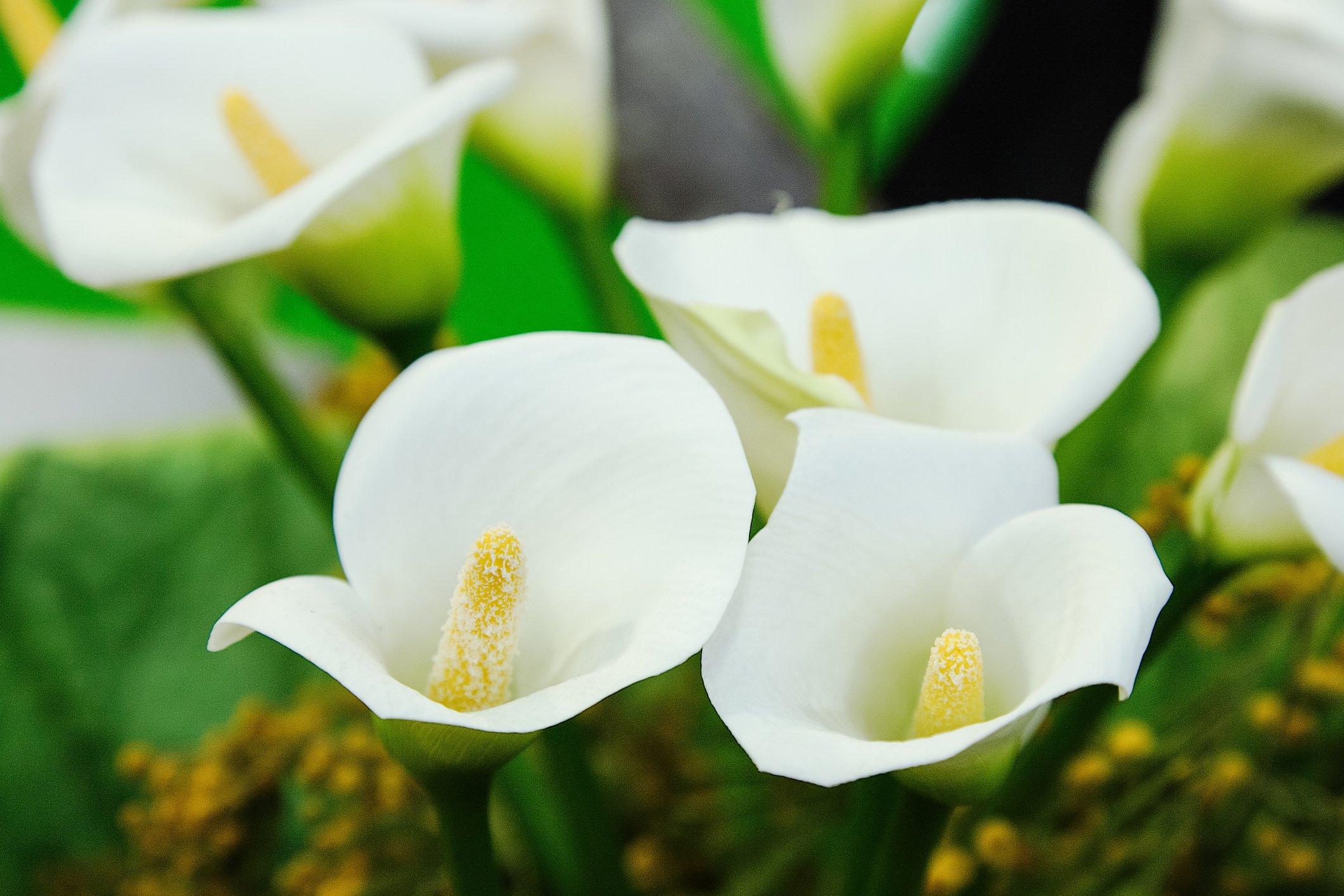 ff_calla_lily_garden