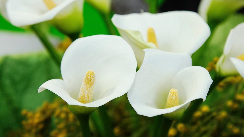 ff_calla_lily_garden