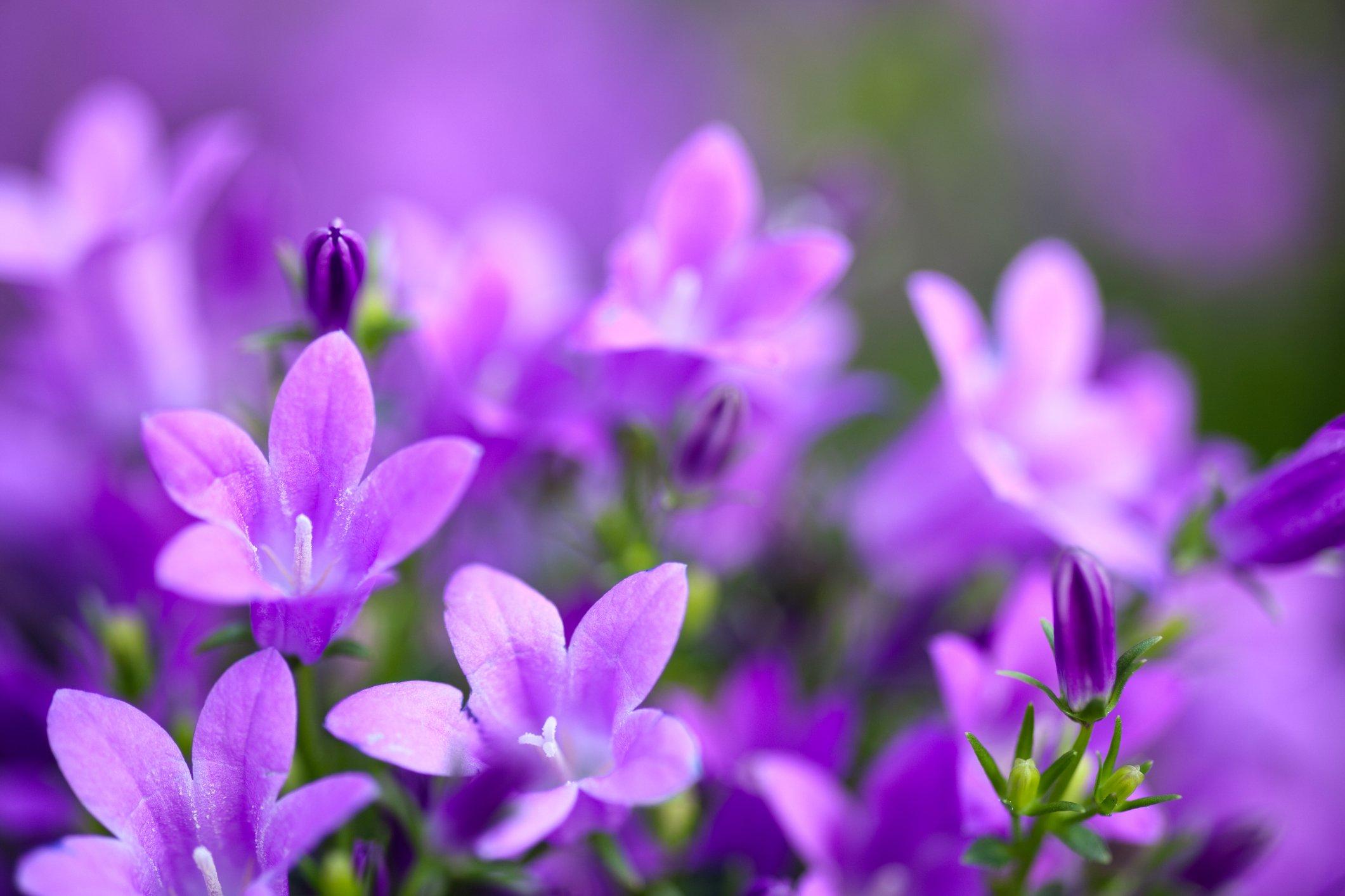 ff_campanula
