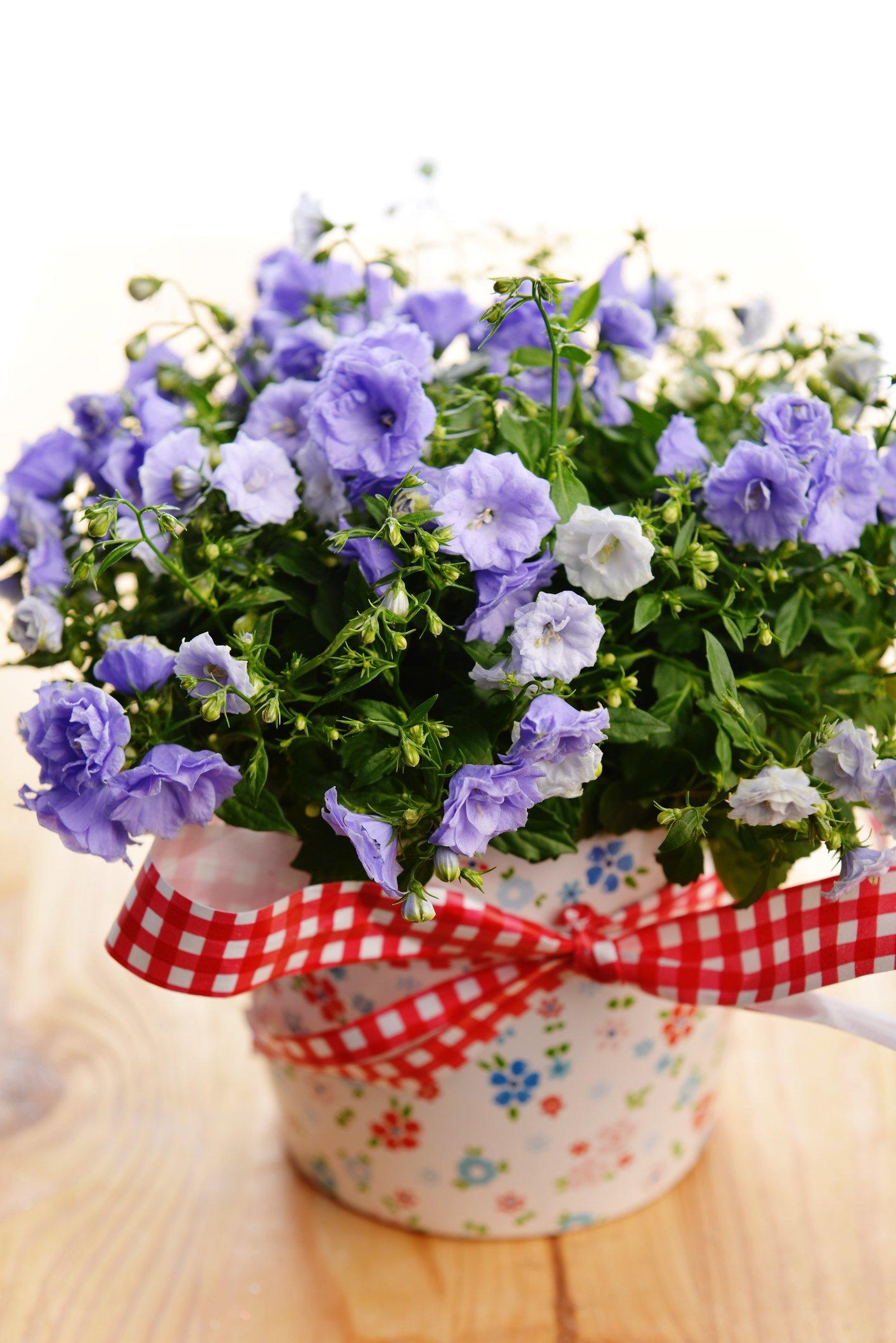 ff_campanula_indoors