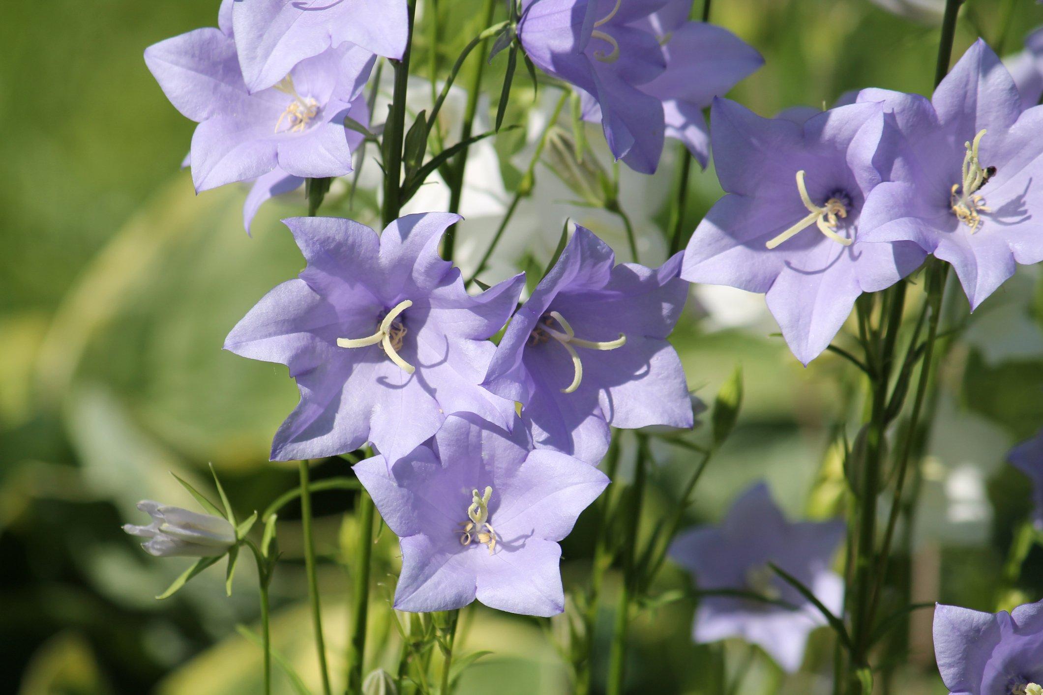 ff_campanula_persicifolia