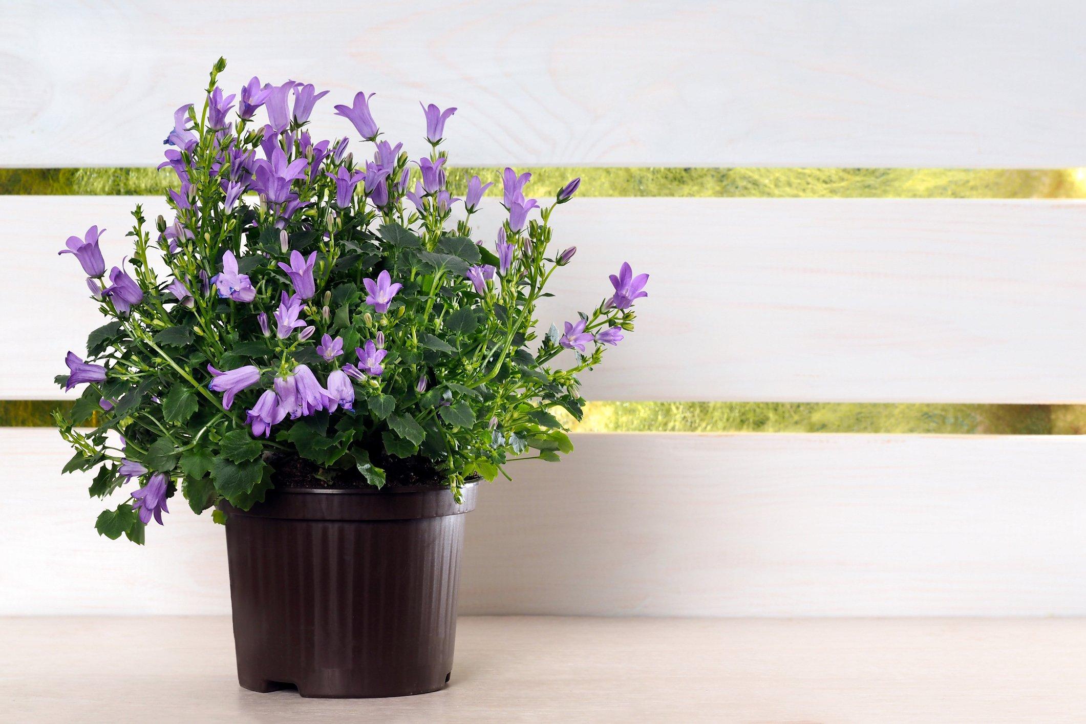 ff_campanula_portenschlagiana