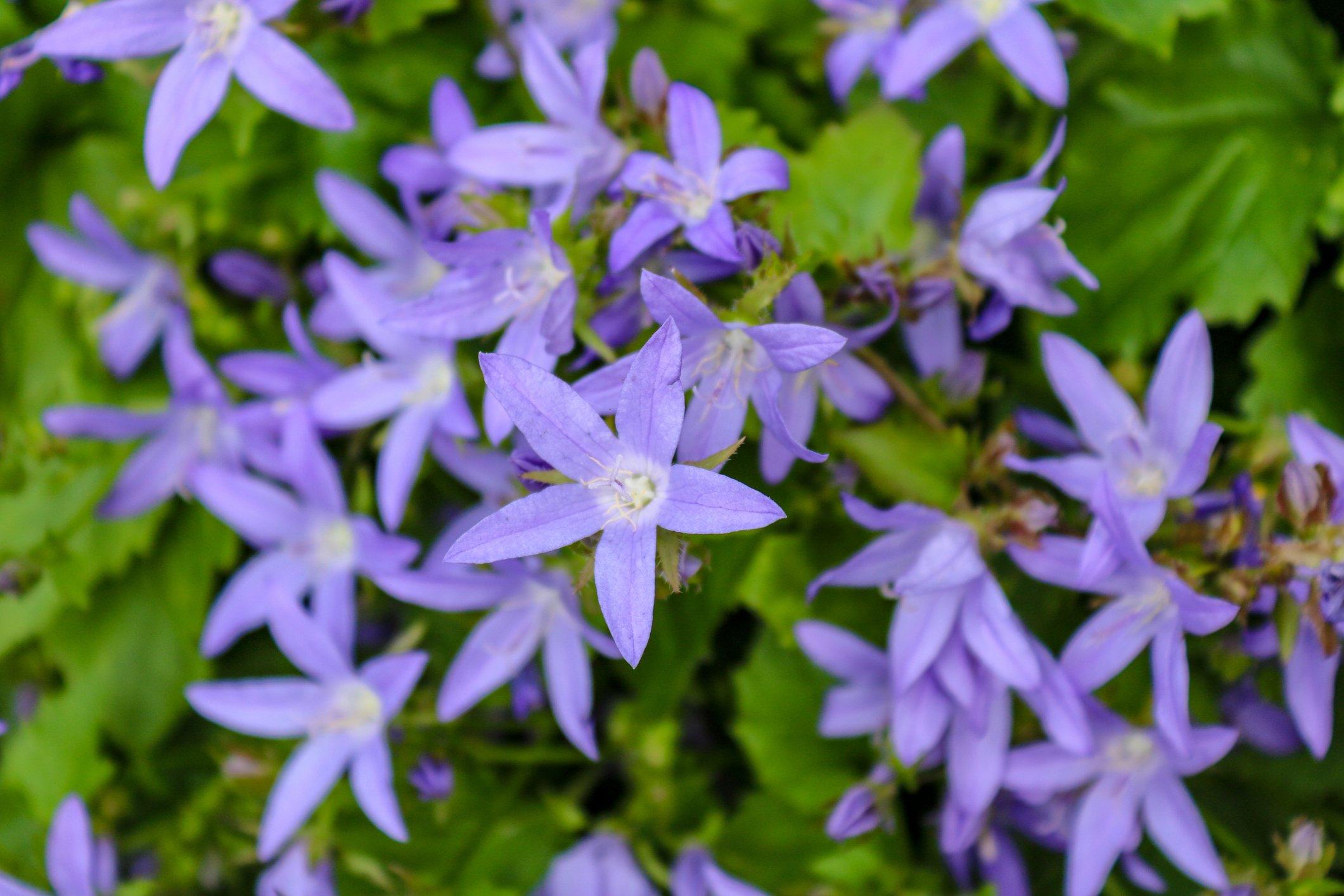 ff_campanula_poscharskyana