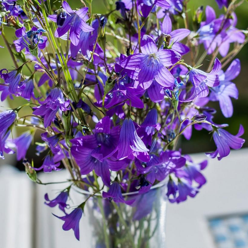 ff_campanula_vase