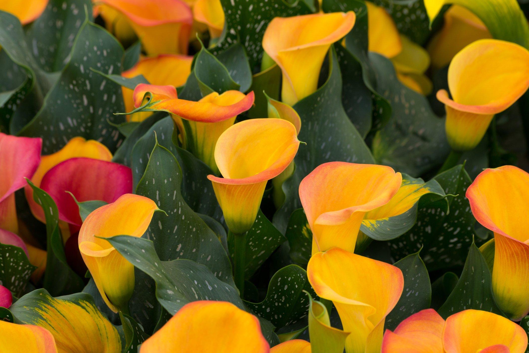 ff_cancun_calla_lily