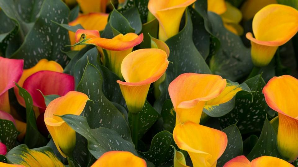 ff_cancun_calla_lily