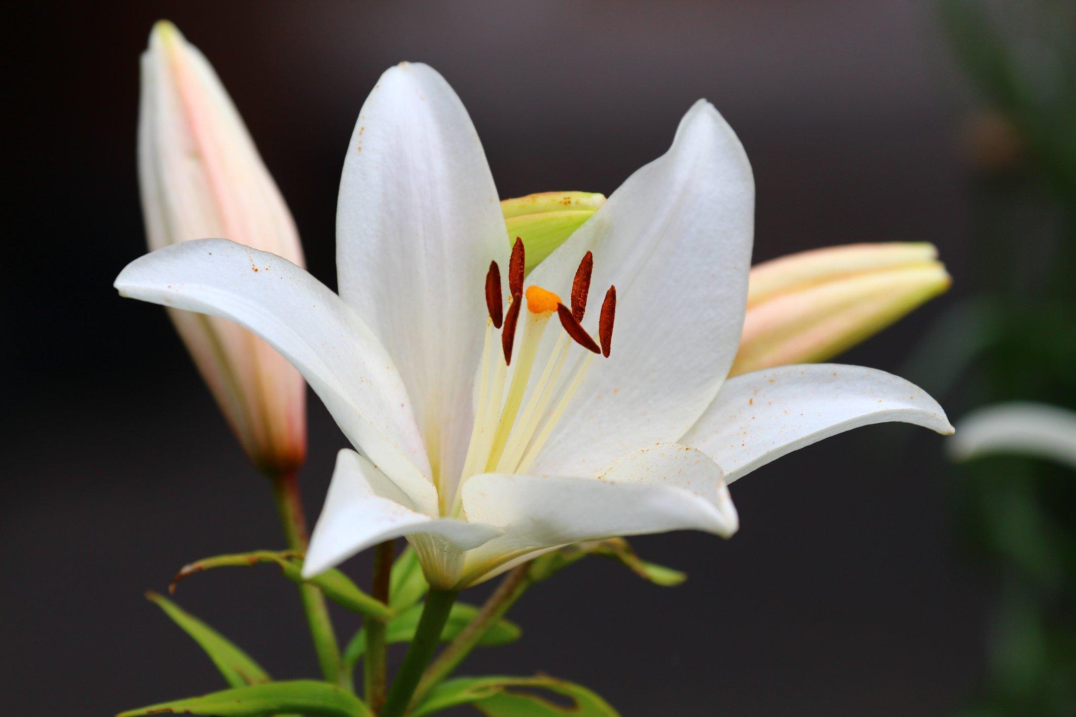 ff_casa_blanca_asiatic_lily