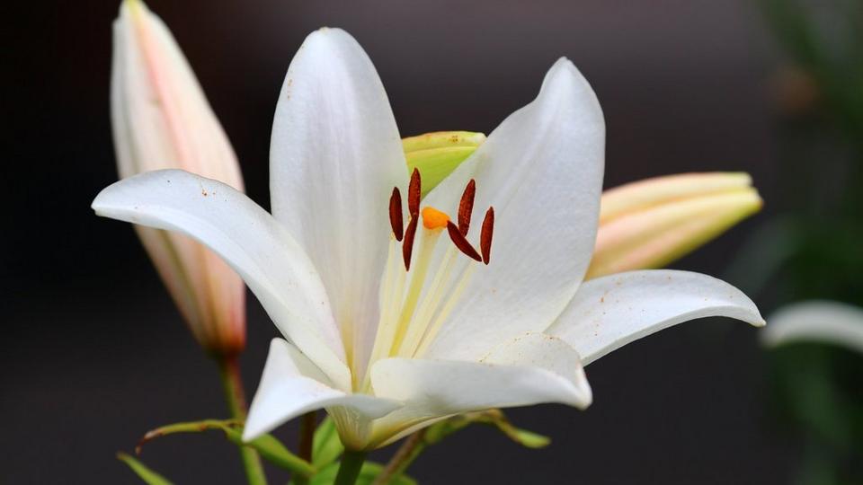ff_casa_blanca_asiatic_lily