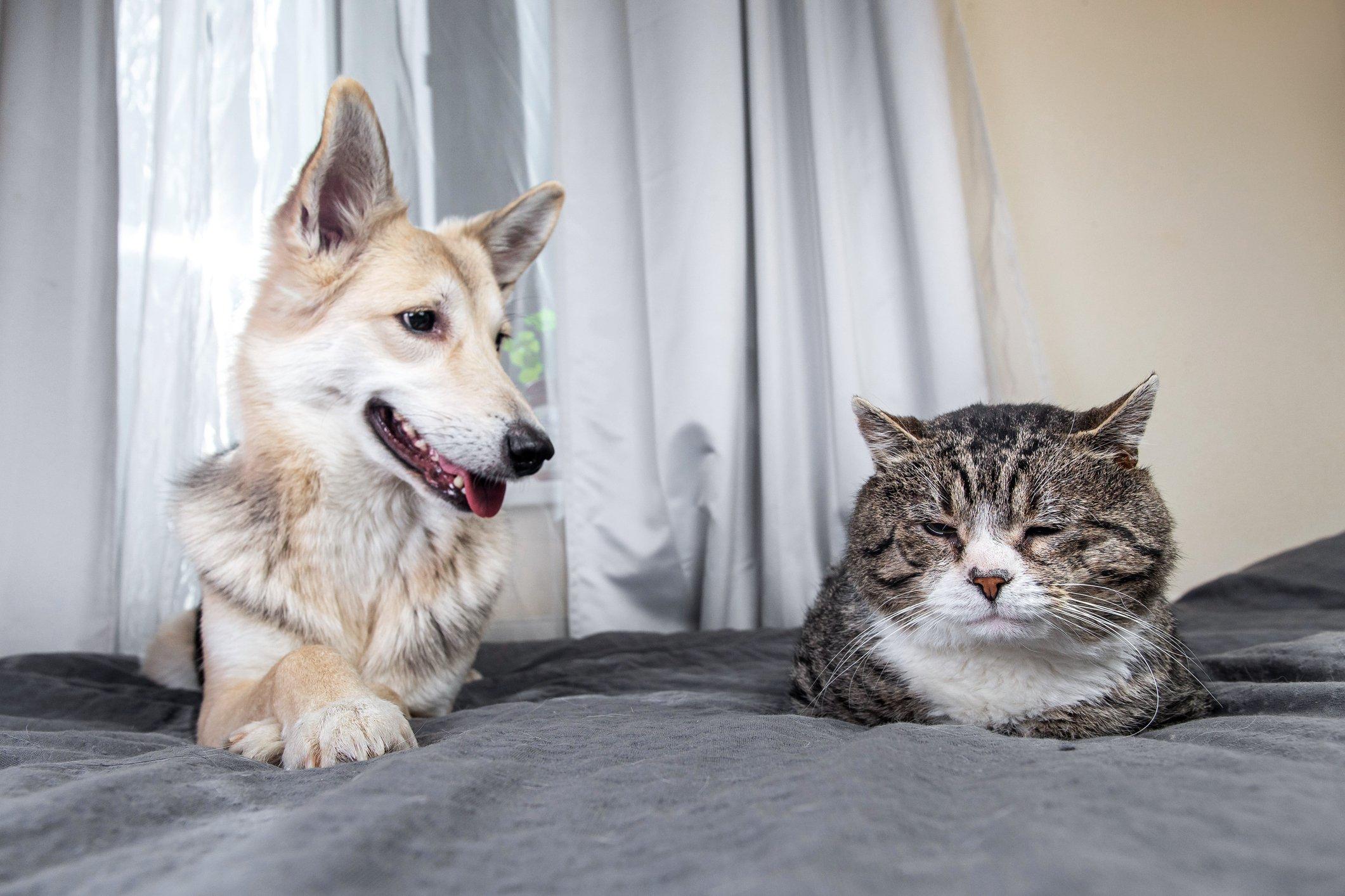 ff_cat_and_dog