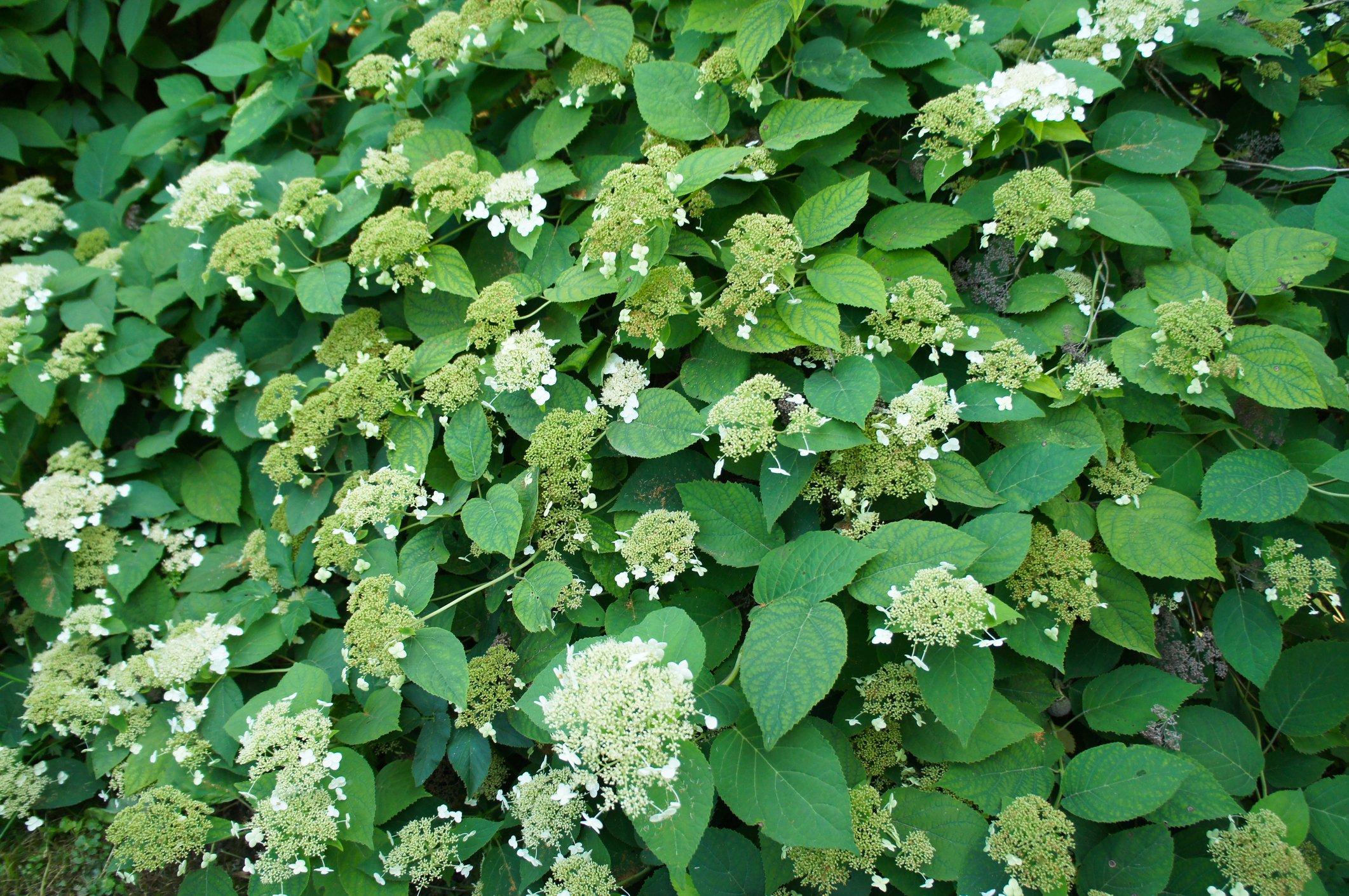 ff_climbing_hydrangea