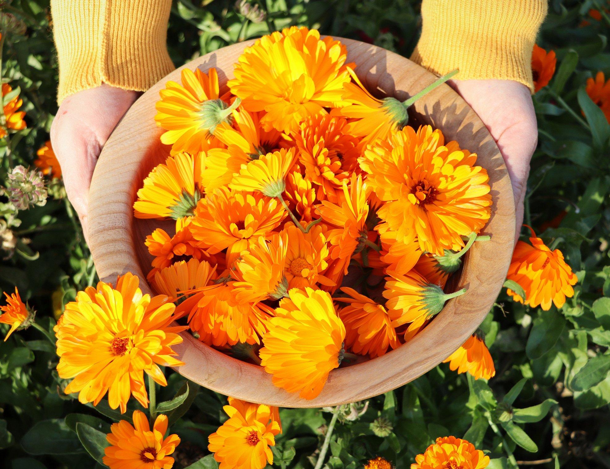 ff_collecting_marigolds
