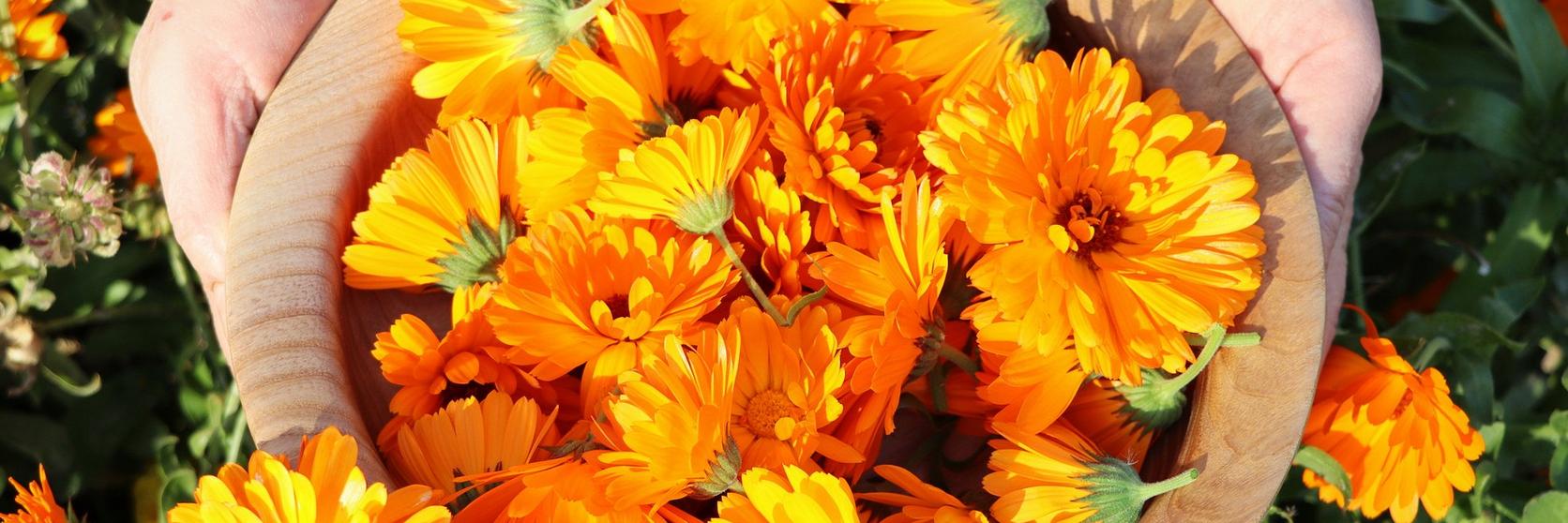 ff_collecting_marigolds