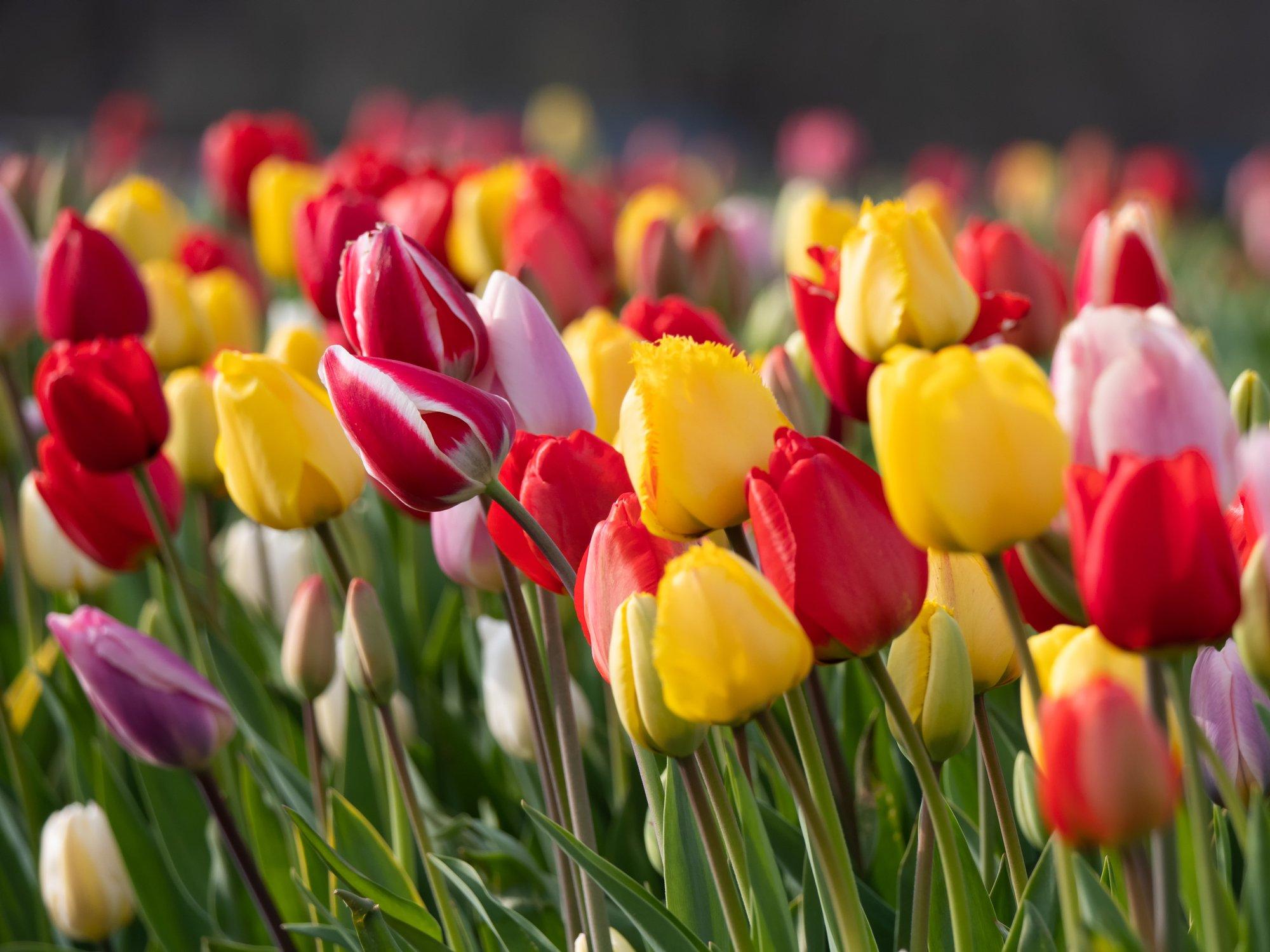 ff_colourful_tulips