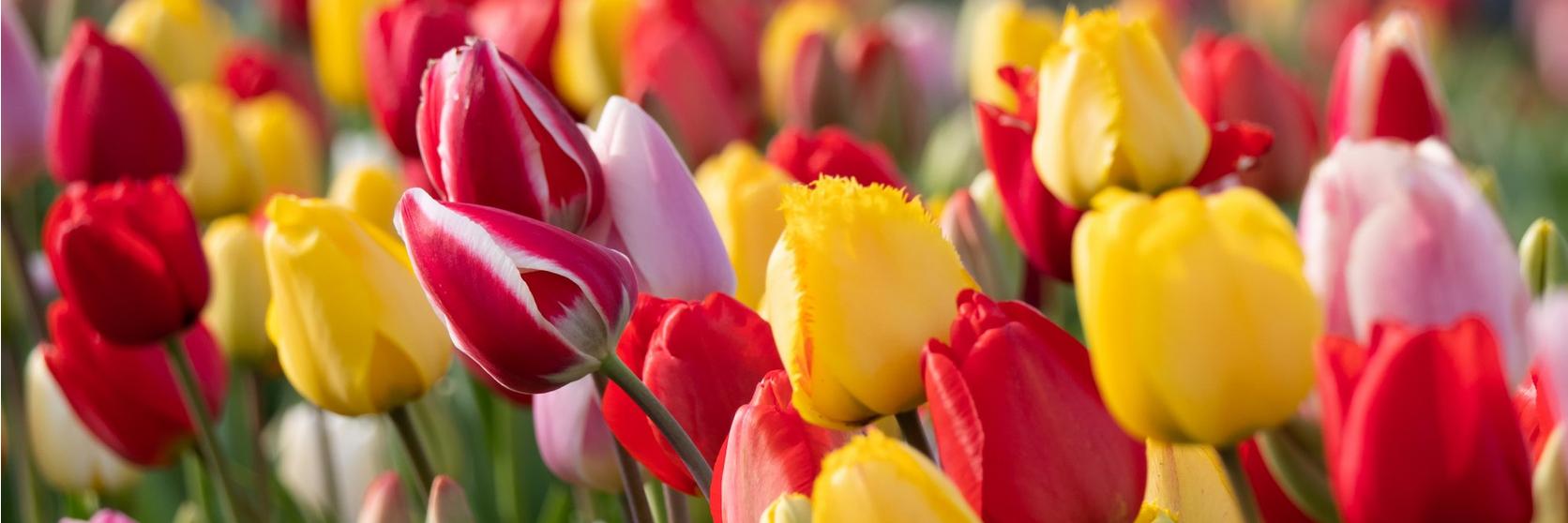 ff_colourful_tulips