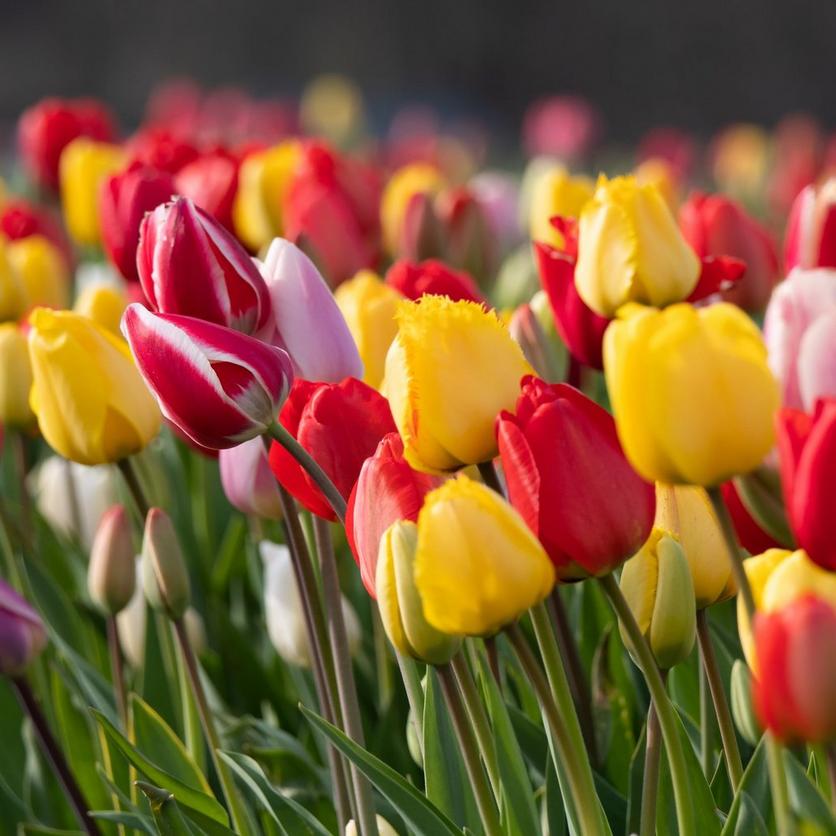 ff_colourful_tulips