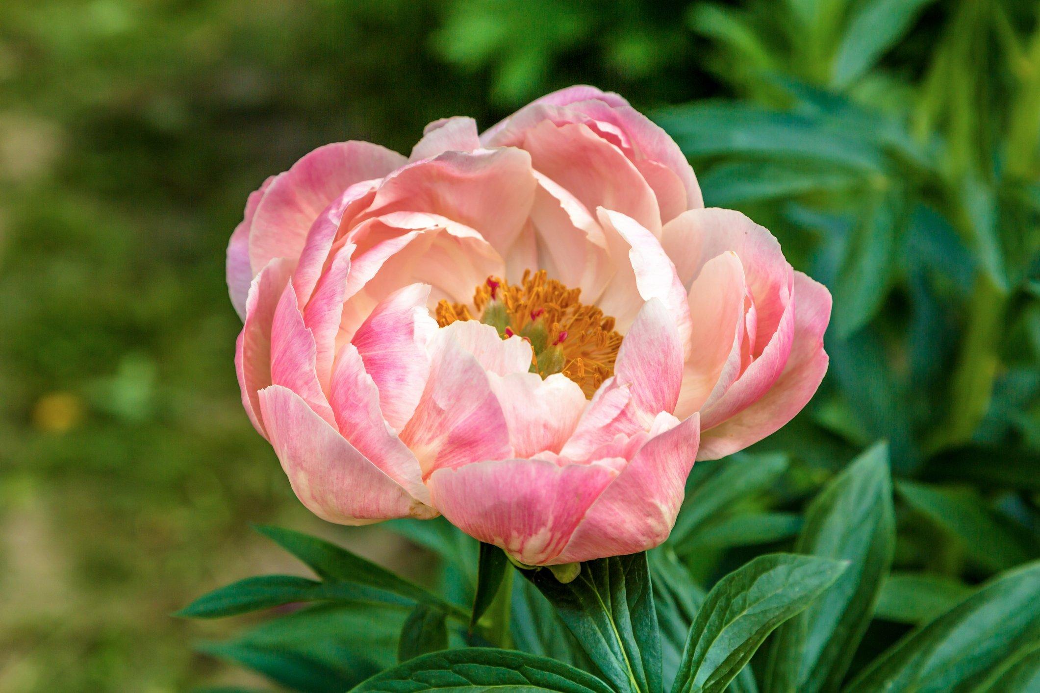 ff_coral_charm_peony