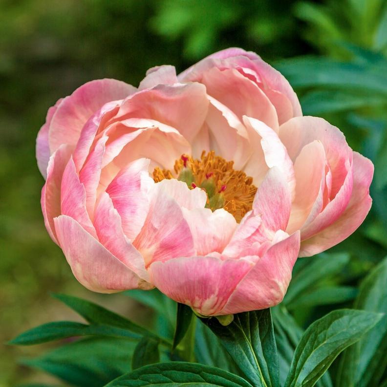 ff_coral_charm_peony