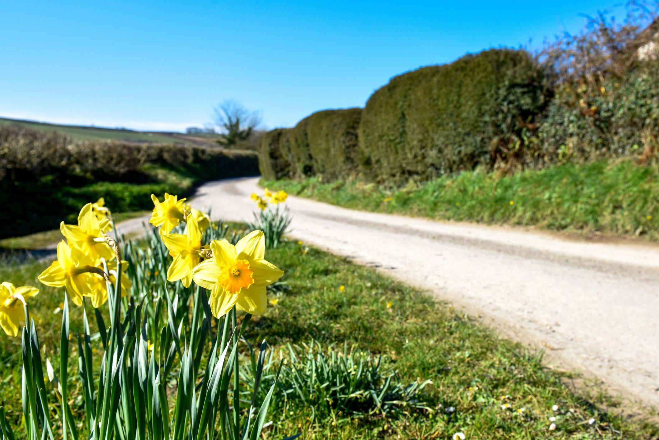 ff_daffodils_road