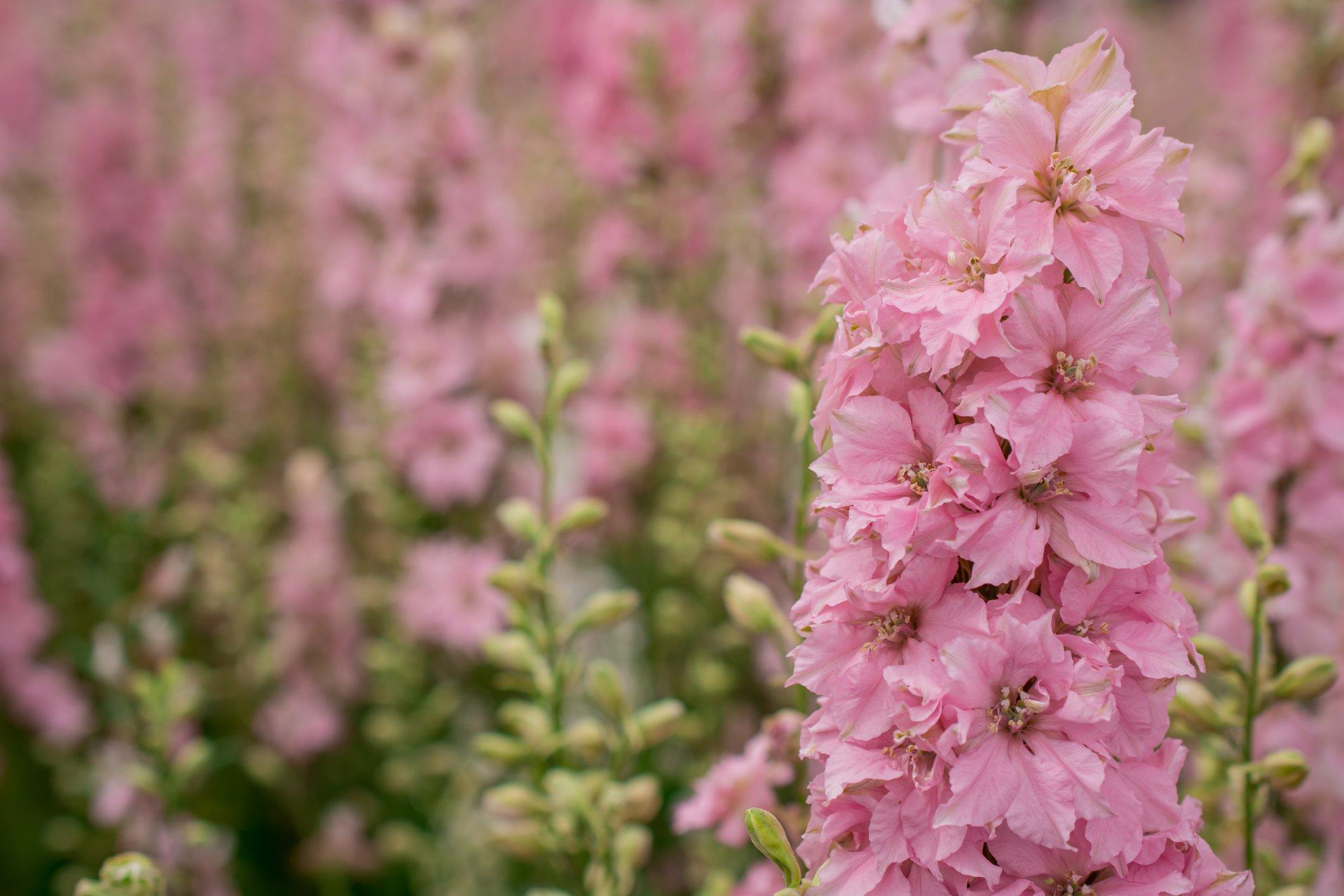 ff_delphinium_astolat