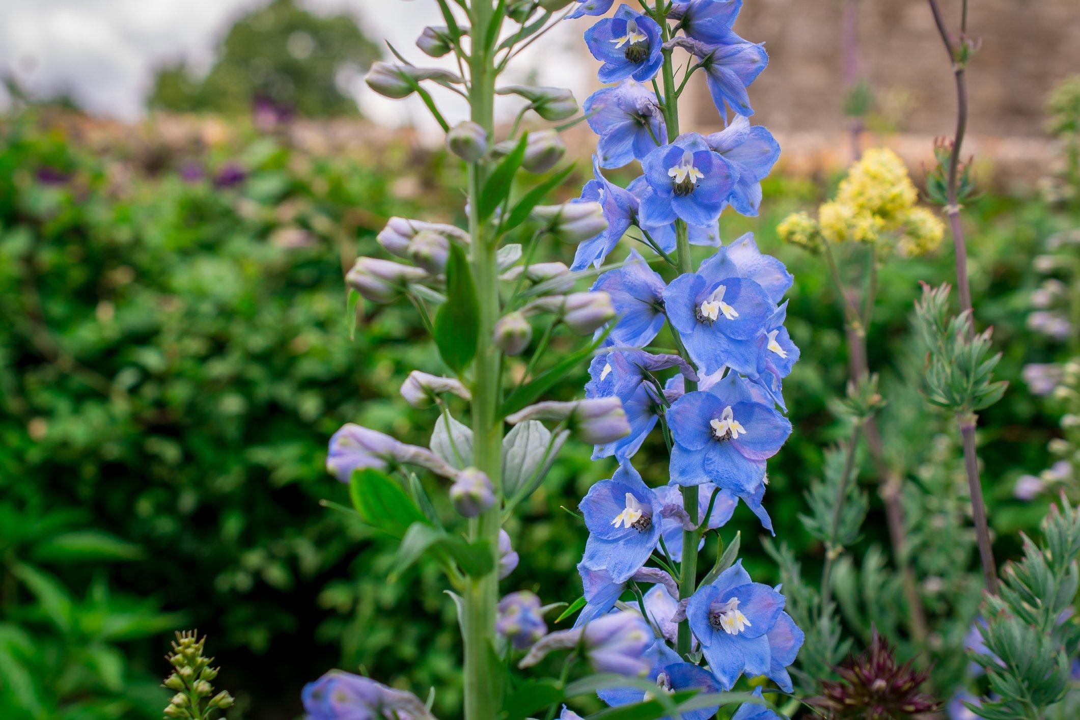 ff_delphinium_belladonna