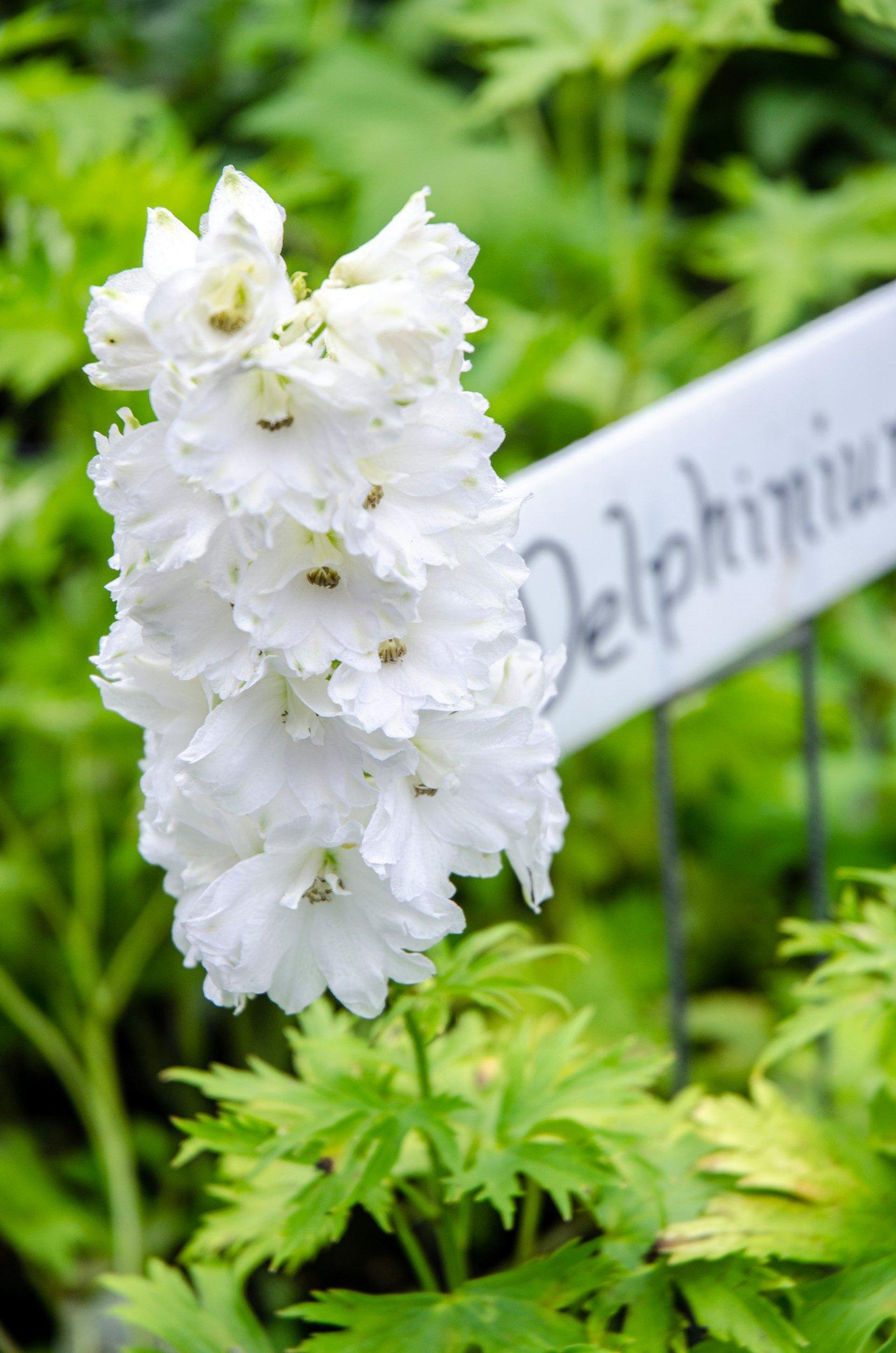 ff_delphinium_double_innocence