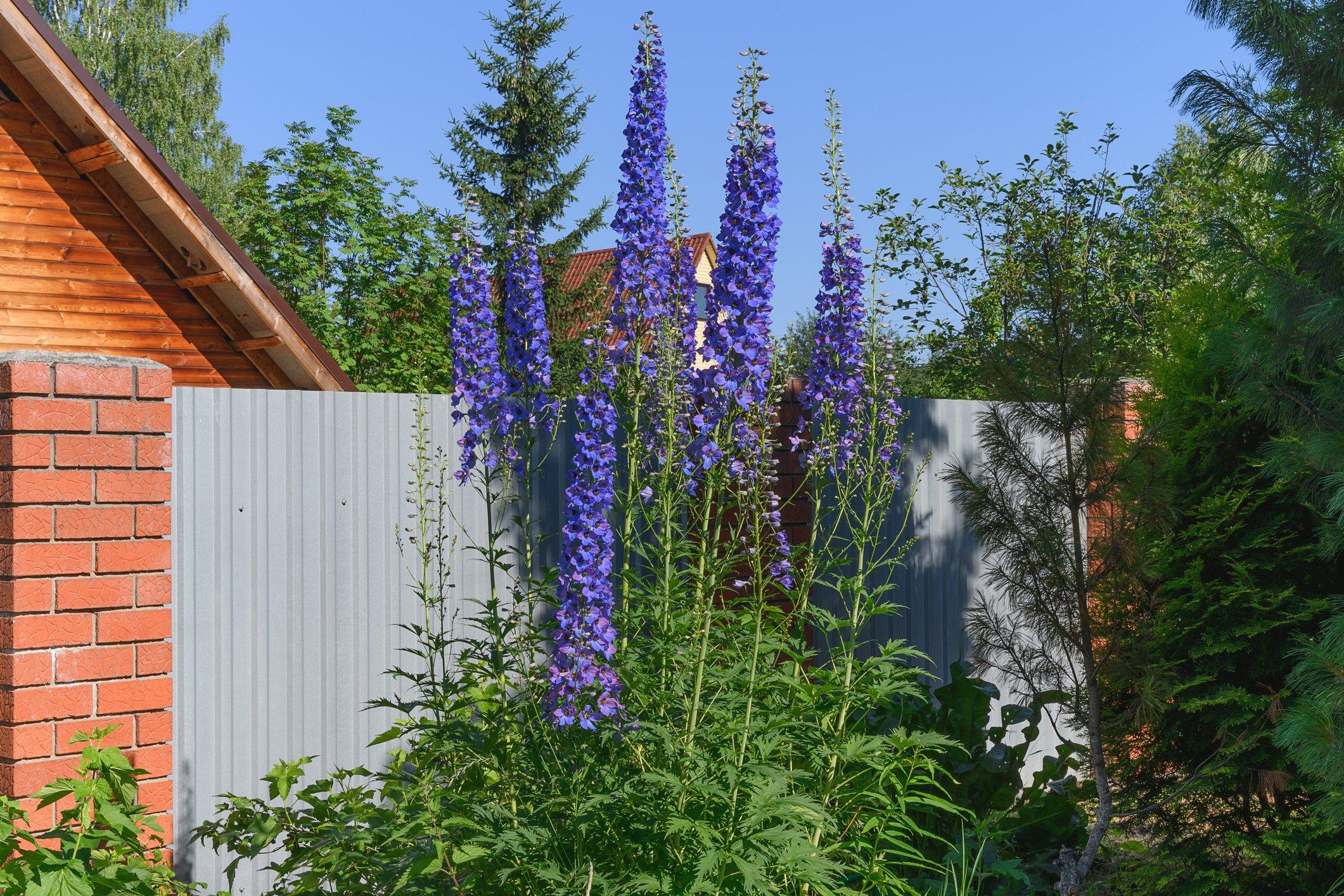 ff_delphinium_garden