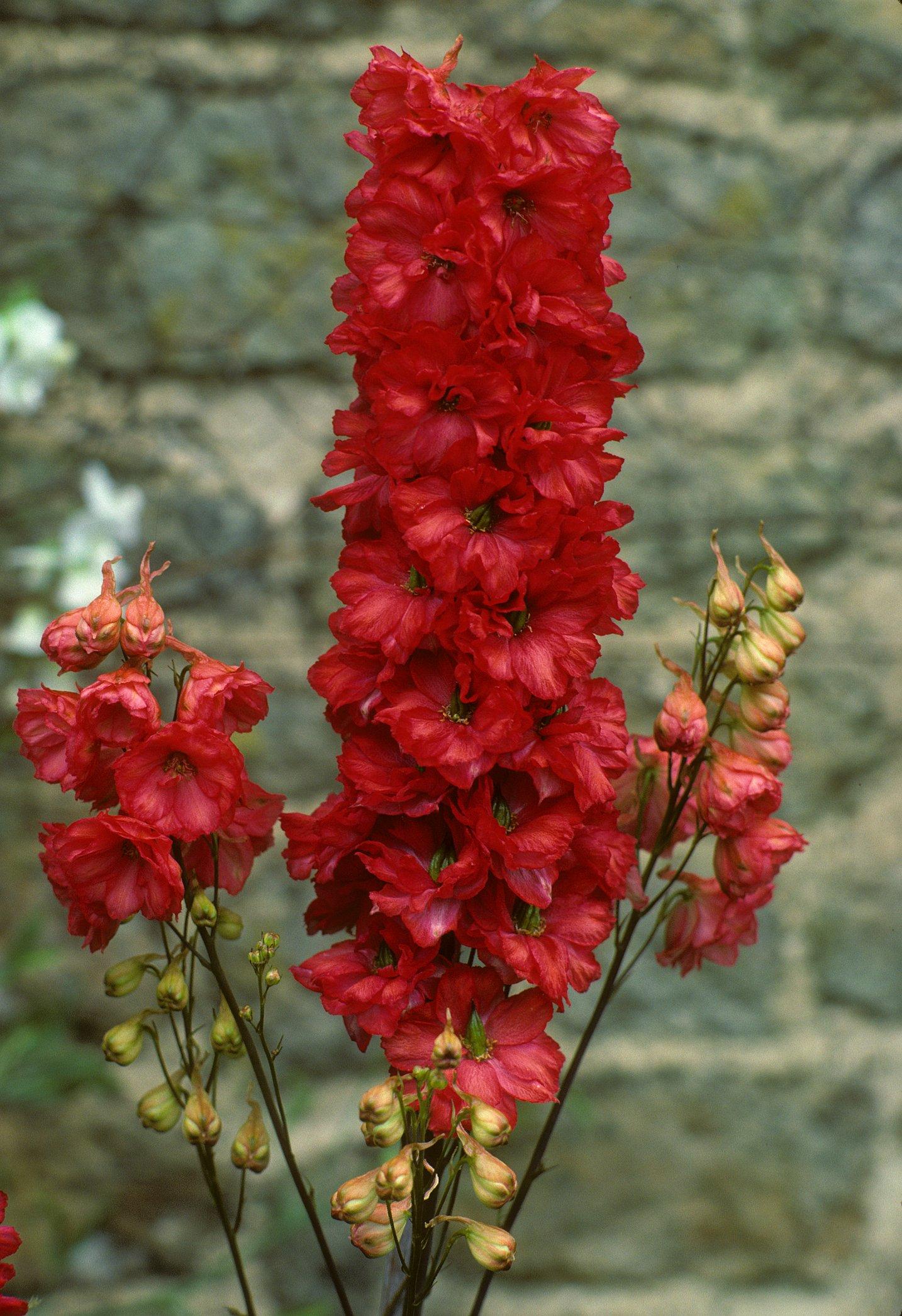 ff_delphinium_red_lark
