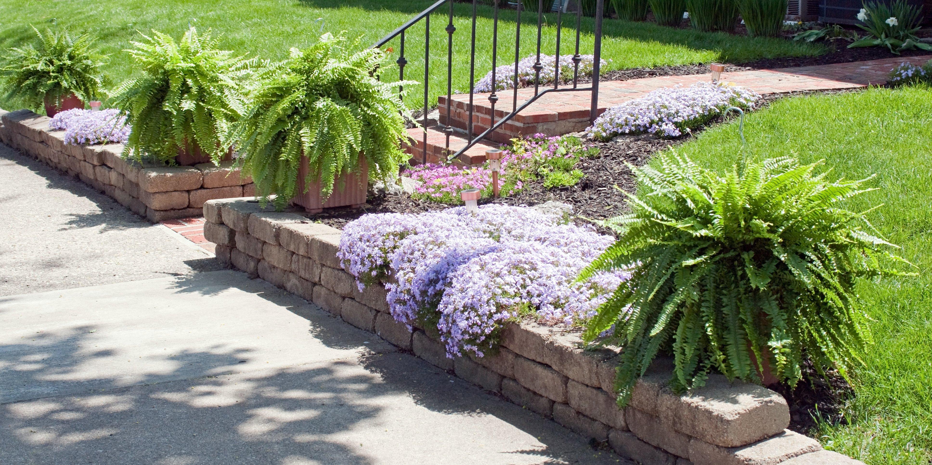 ff_ferns_and_flowers