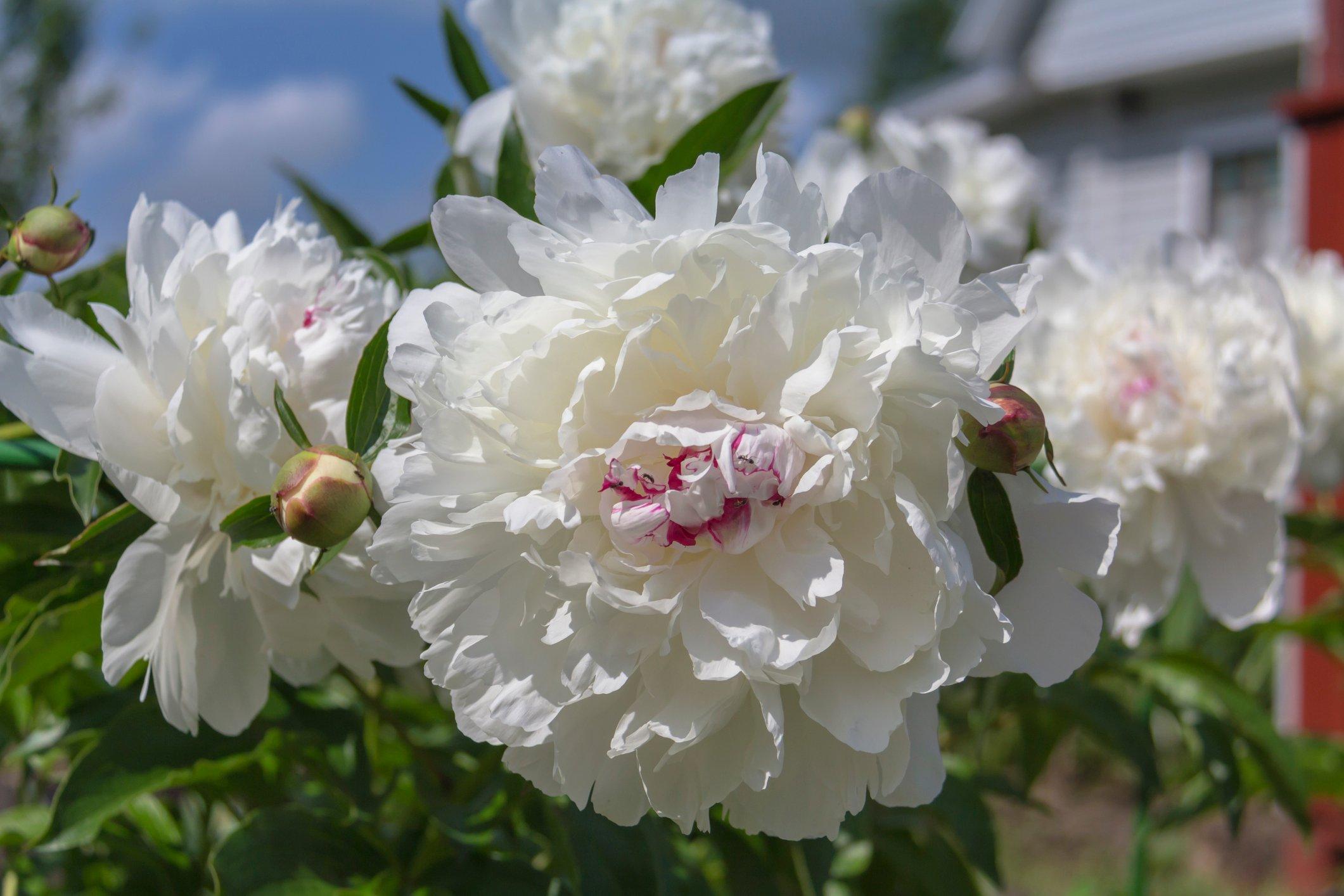 ff_festiva_maxima_peony