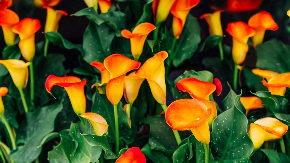 ff_flame_calla_lily