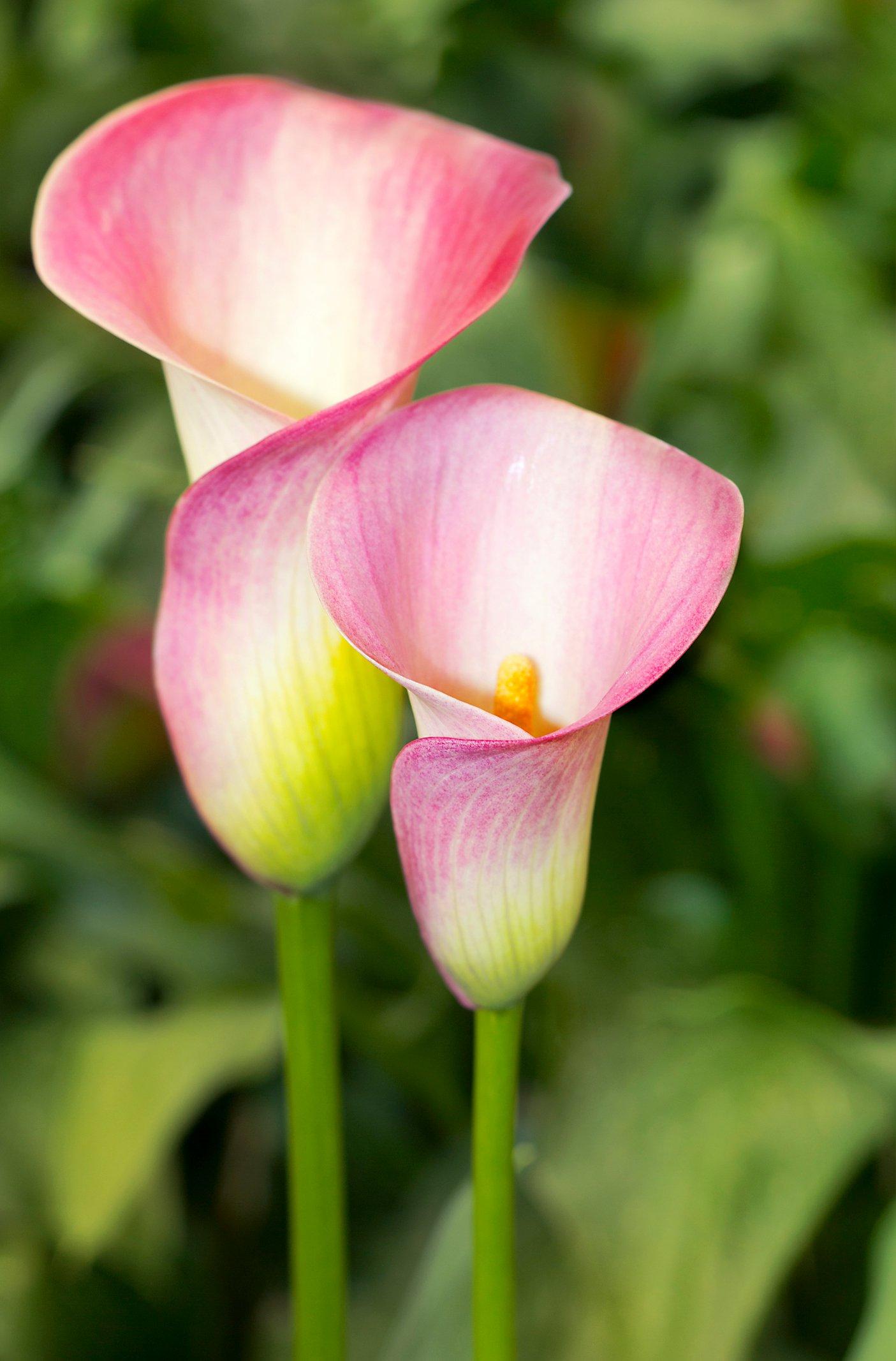 ff_french_kiss_calla_lily