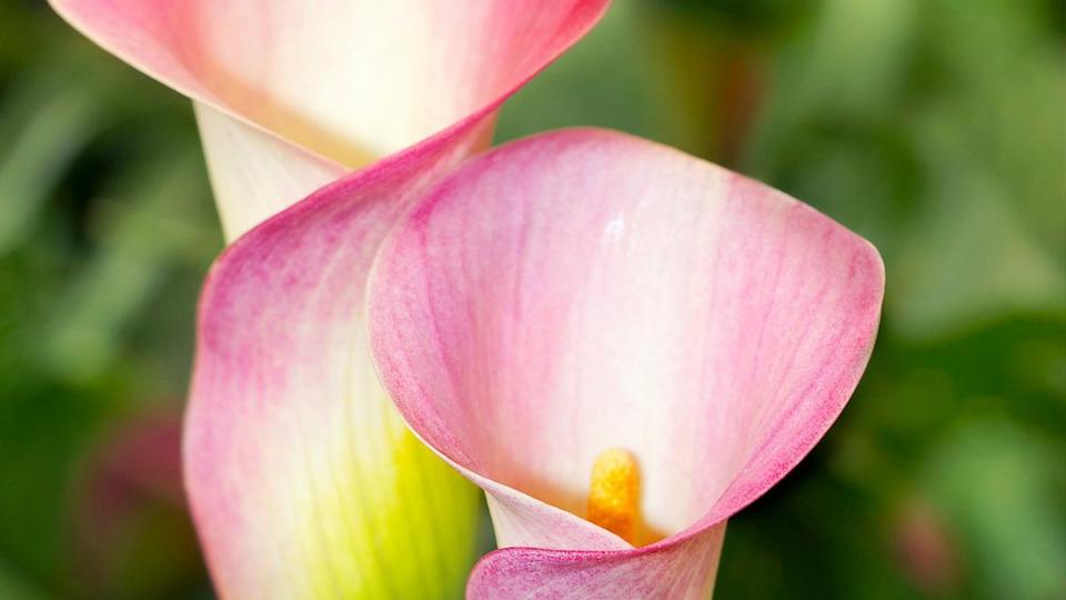 ff_french_kiss_calla_lily