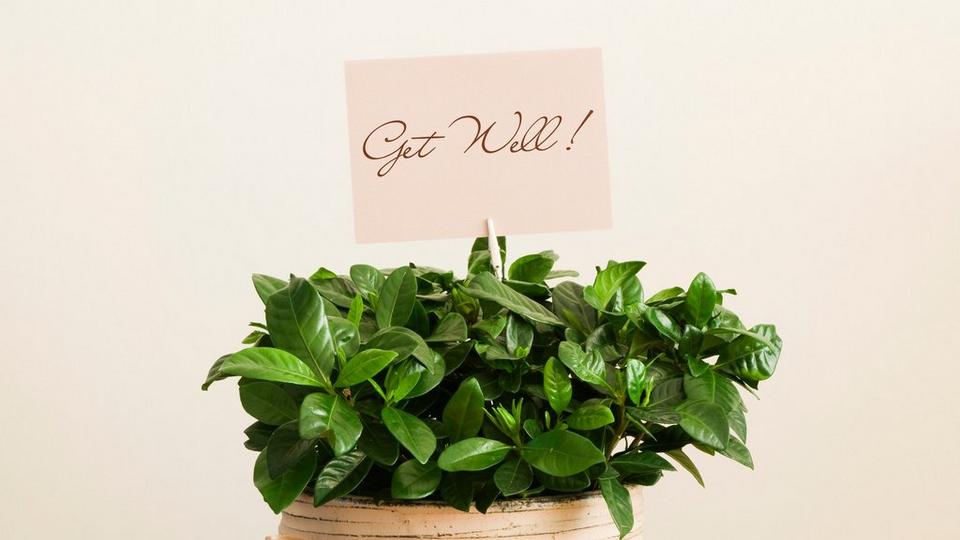 ff_get_well_plant