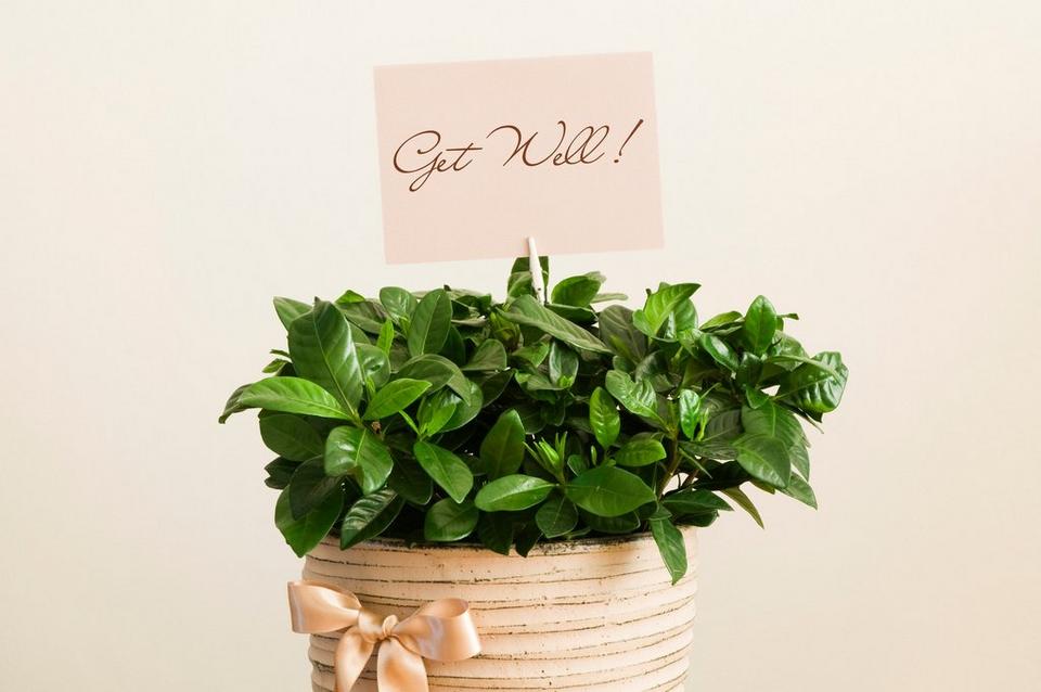 ff_get_well_plant