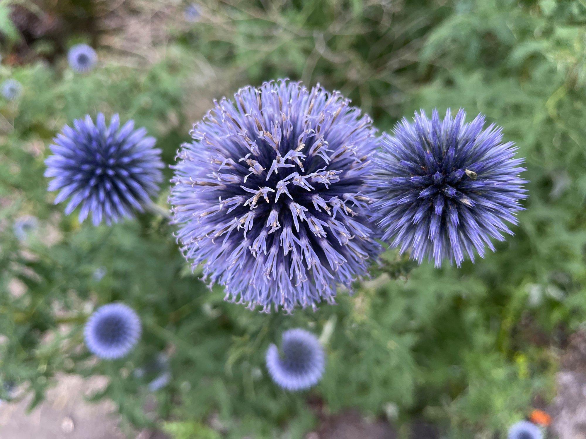 ff_globe_thistle