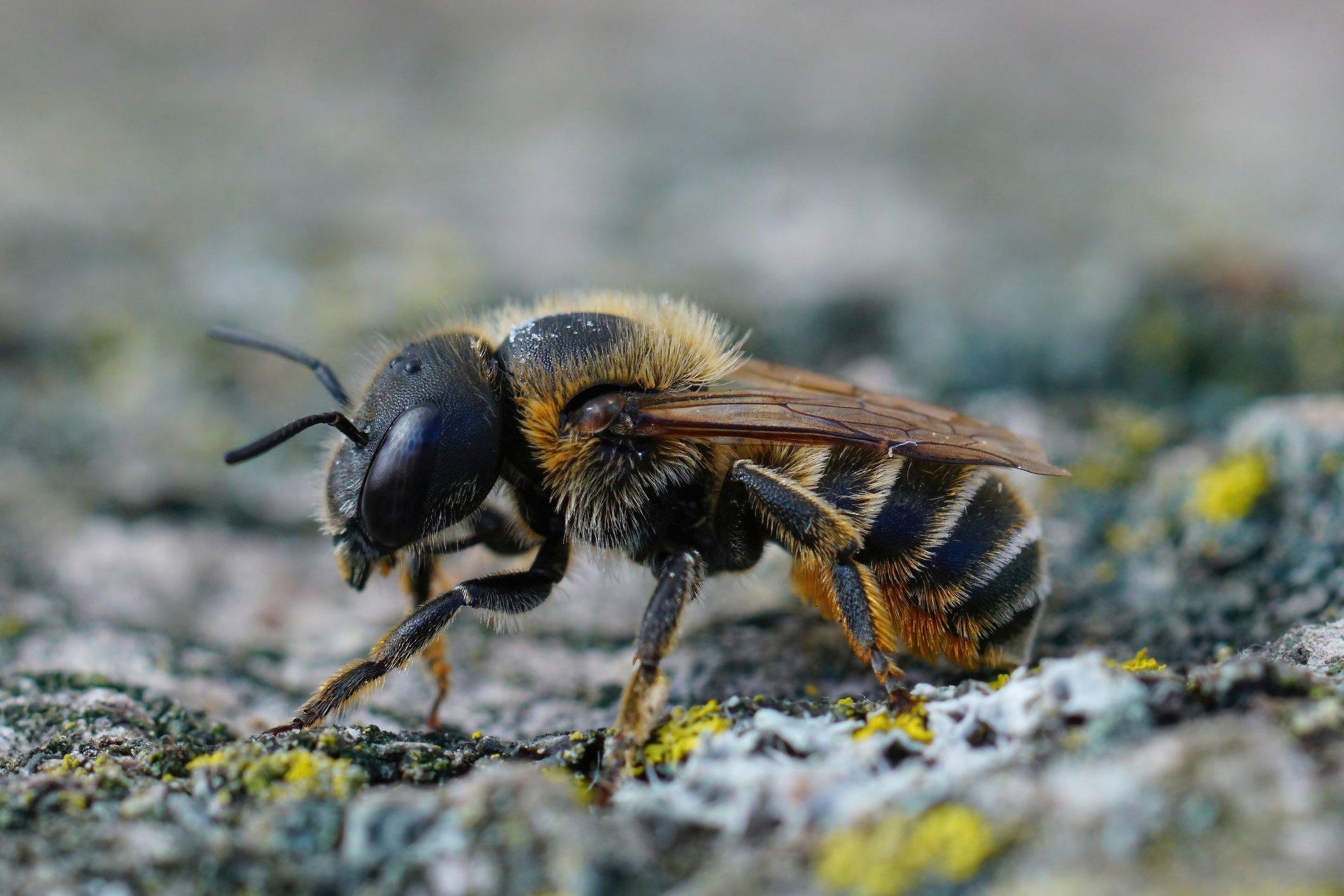 ff_gold_fringed_mason_bee