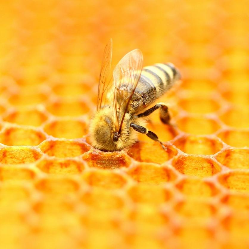 ff_honeybee