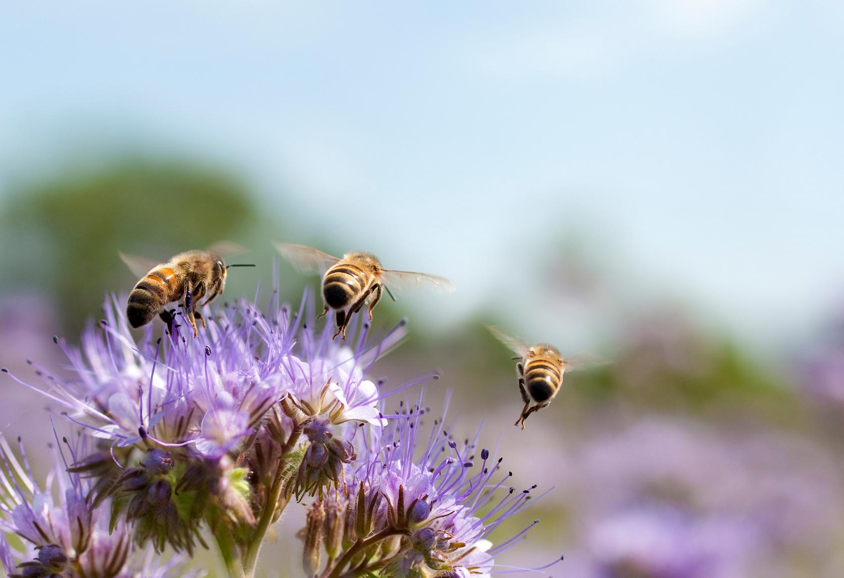 ff_honeybees_purple_flower