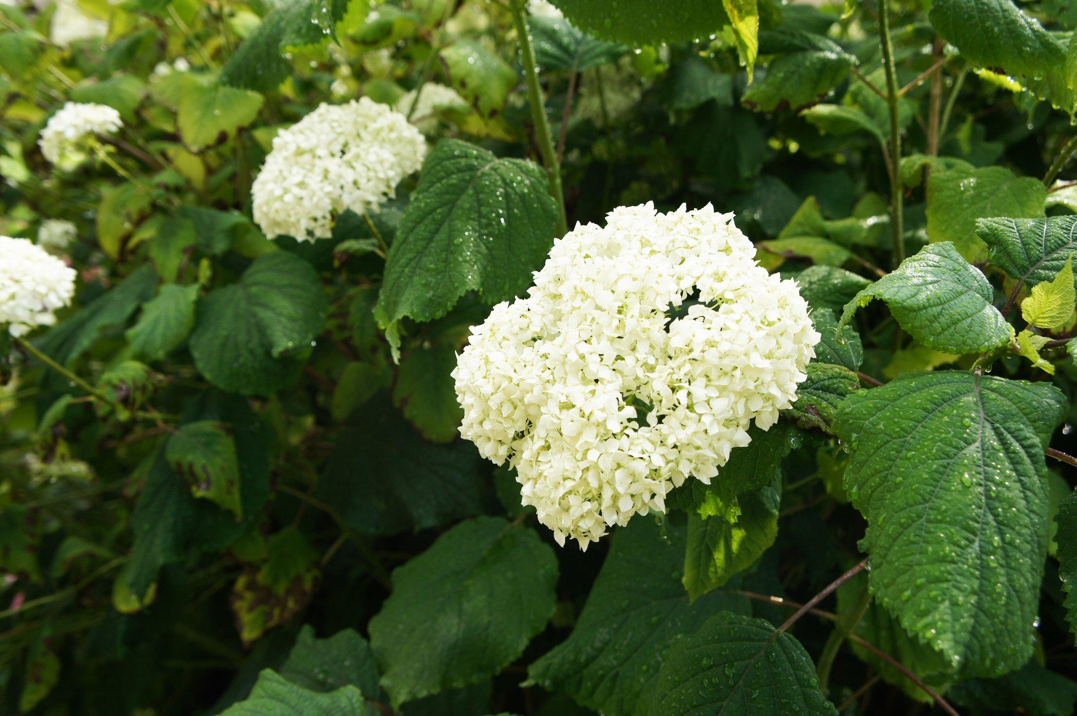 ff_hydrangea_arborescens
