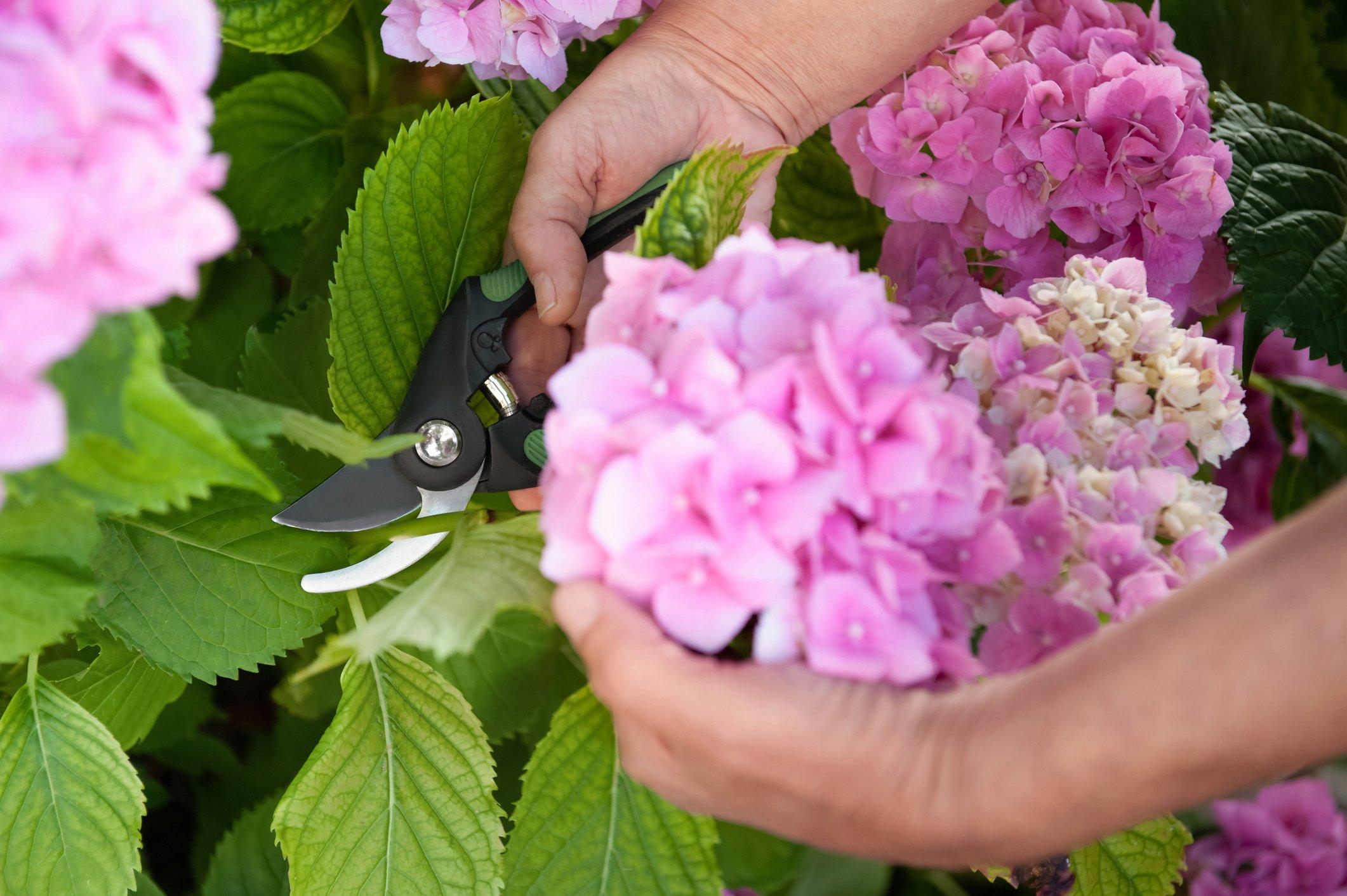 ff_hydrangea_cutting